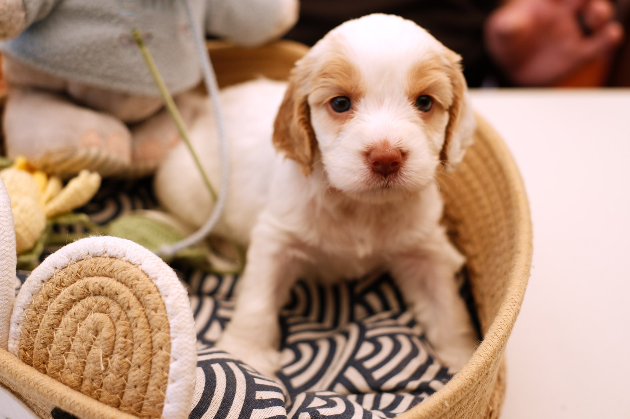 A cute puppy with white and light brown fur sitting in a woven basket with a black and white striped blanket inside.