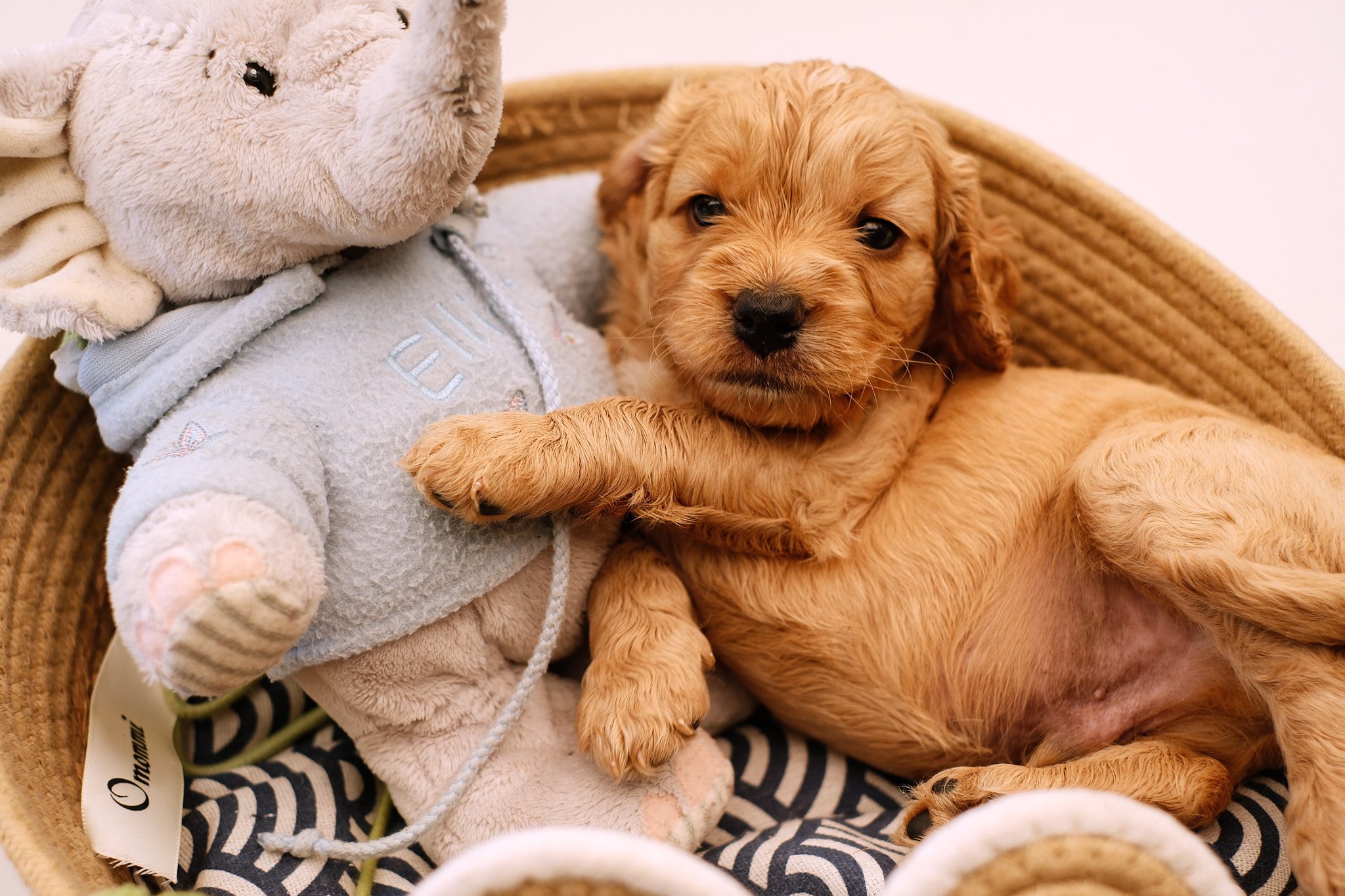 A cute brown puppy lying in a woven basket with a plush animal toy.