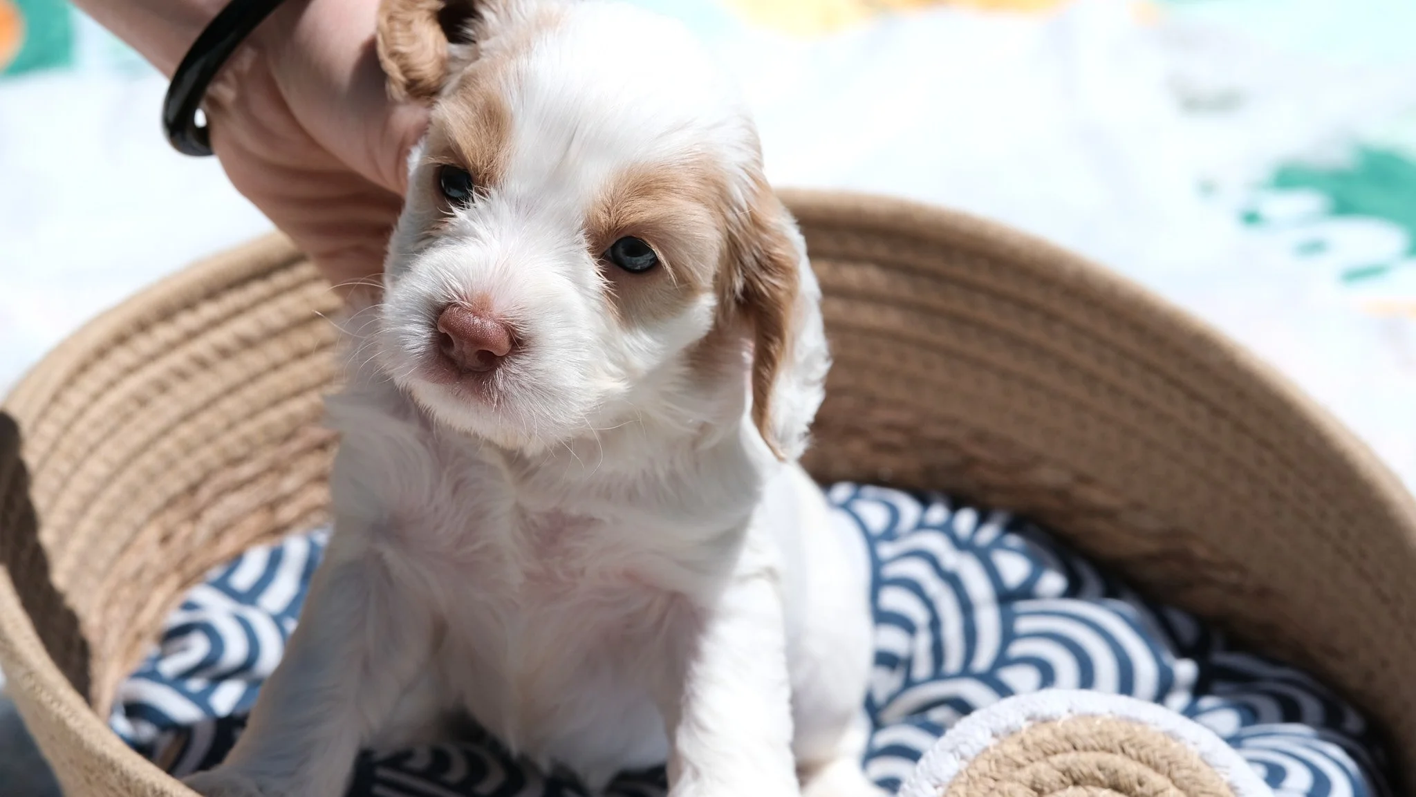 A cute puppy with white and tan fur sitting in a woven basket lined with a navy and white patterned blanket.