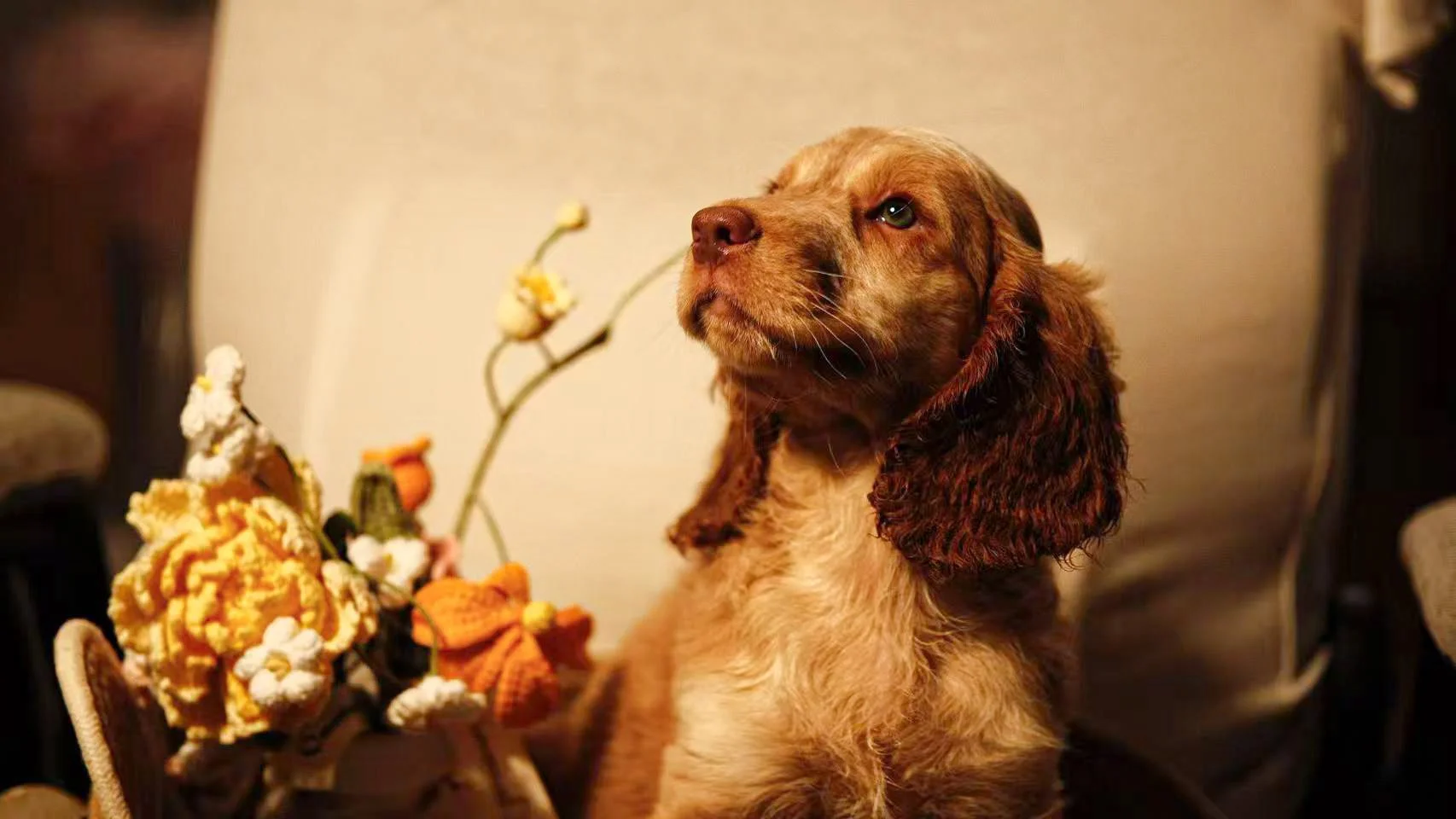 A cute puppy with white and light brown fur sitting in a wicker basket, looking slightly off to the side.