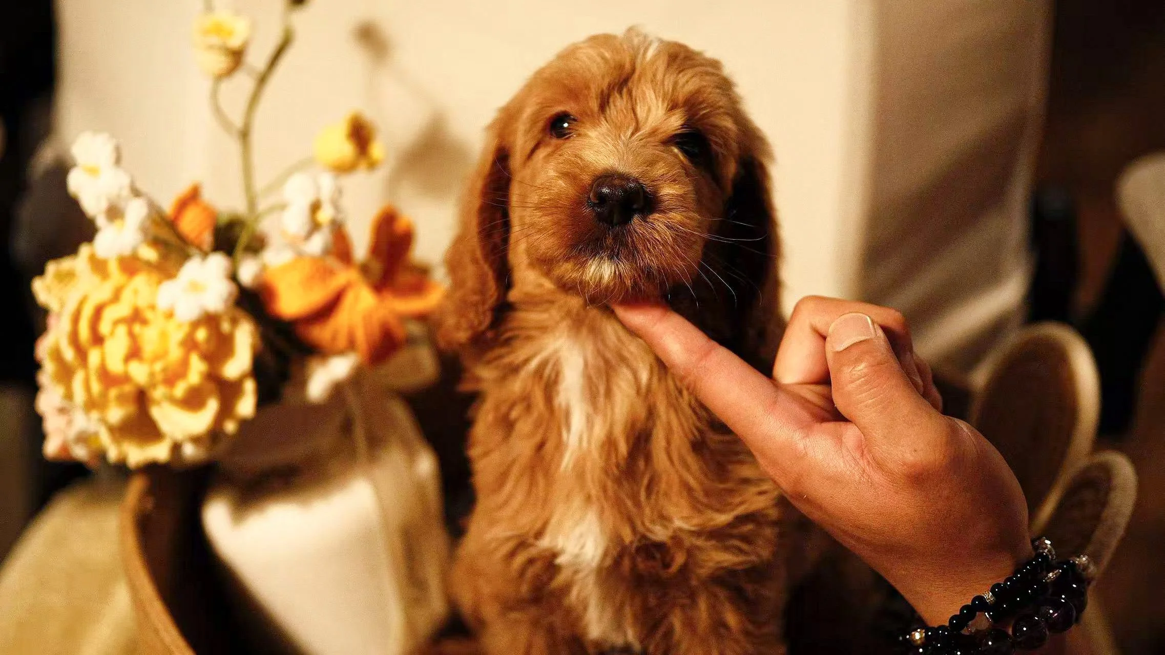 A puppy with tan and white fur sniffing a pink fabric flower on a white textured surface with other fabric flowers and shells in the background.