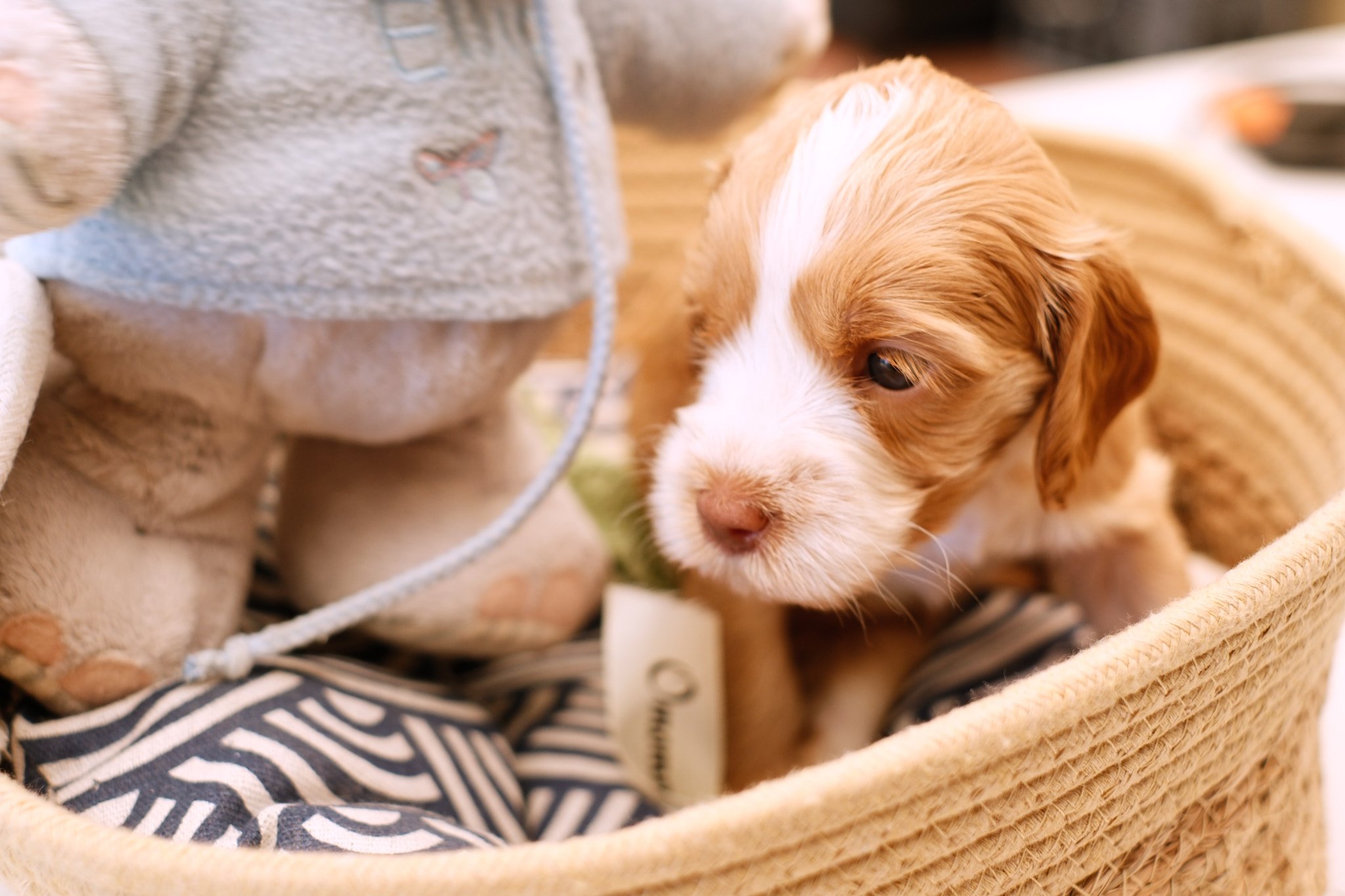 A small brown and white puppy in a woven basket, next to a plush teddy bear.