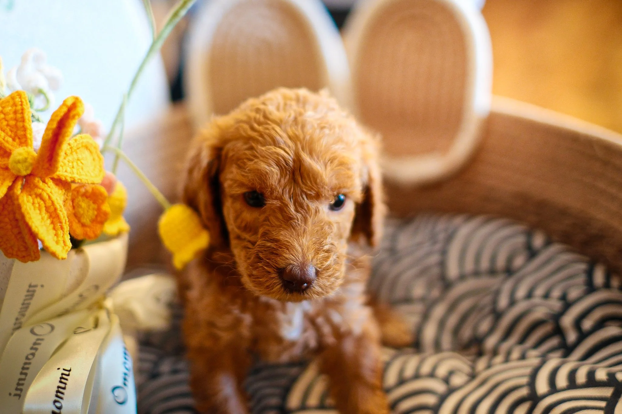 A small brown and white puppy in a woven basket, next to a plush teddy bear.