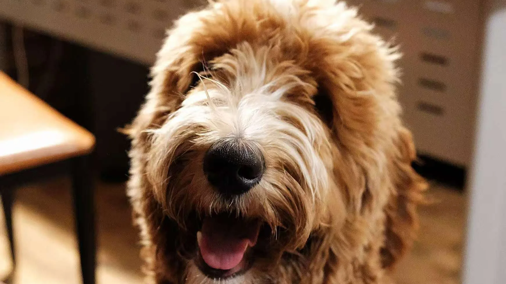 A close-up of a happy, fluffy brown and white dog with its mouth open and tongue out, indoors.