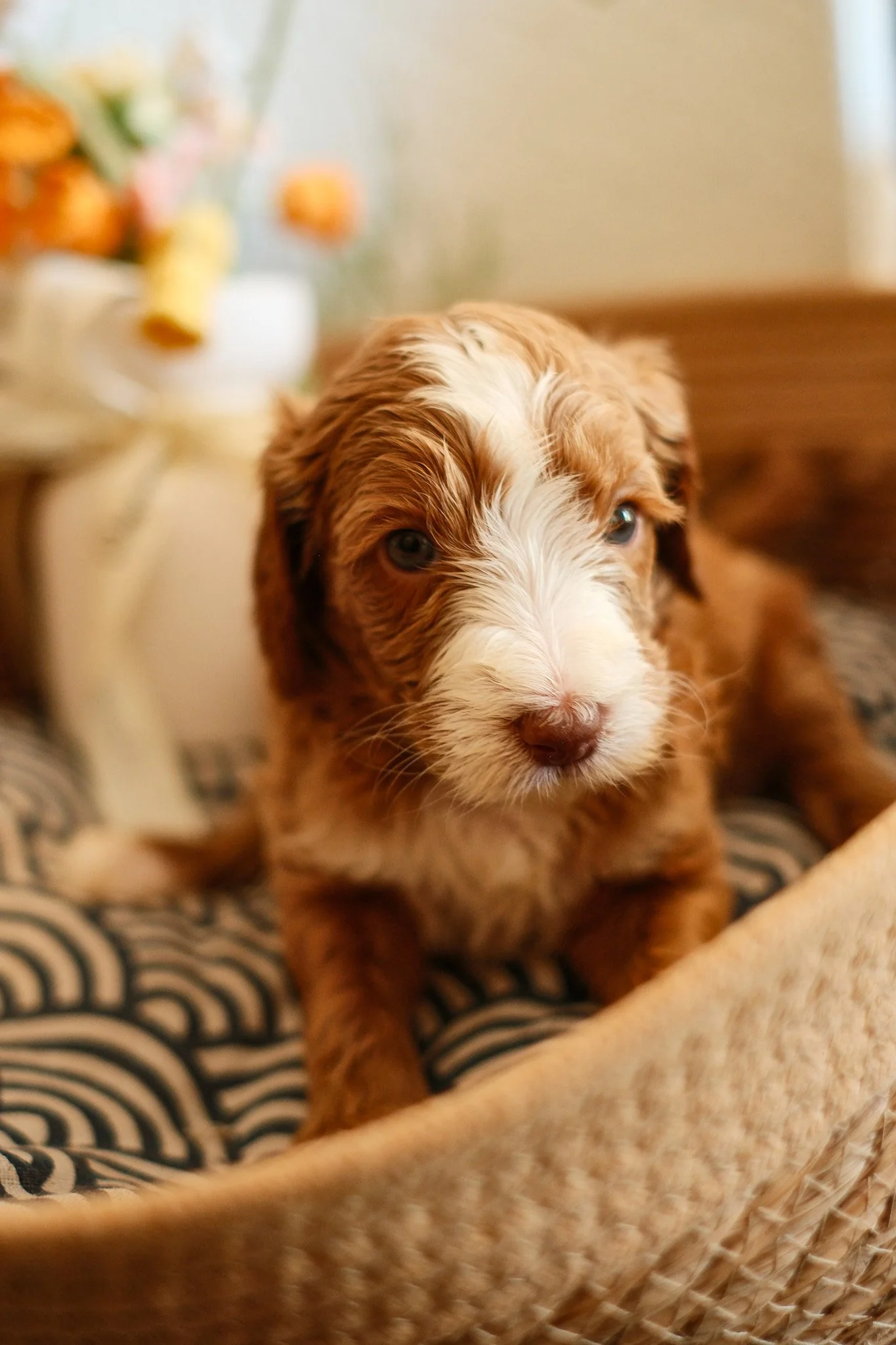 A cute, small, golden-colored puppy with floppy ears sitting inside a woven basket, with a plush teddy bear nearby.