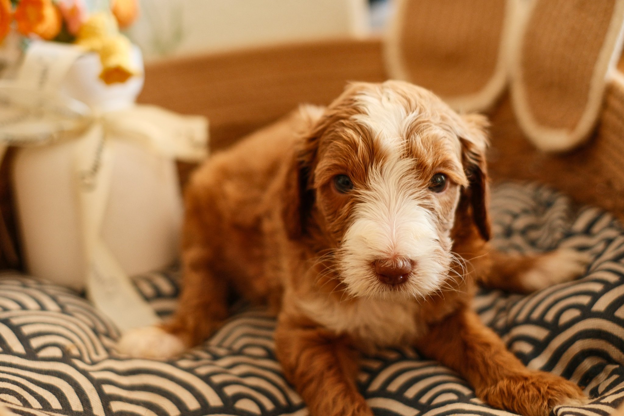 Two curly-haired dogs, one tan and the other darker, lying on a wooden floor, cuddling.