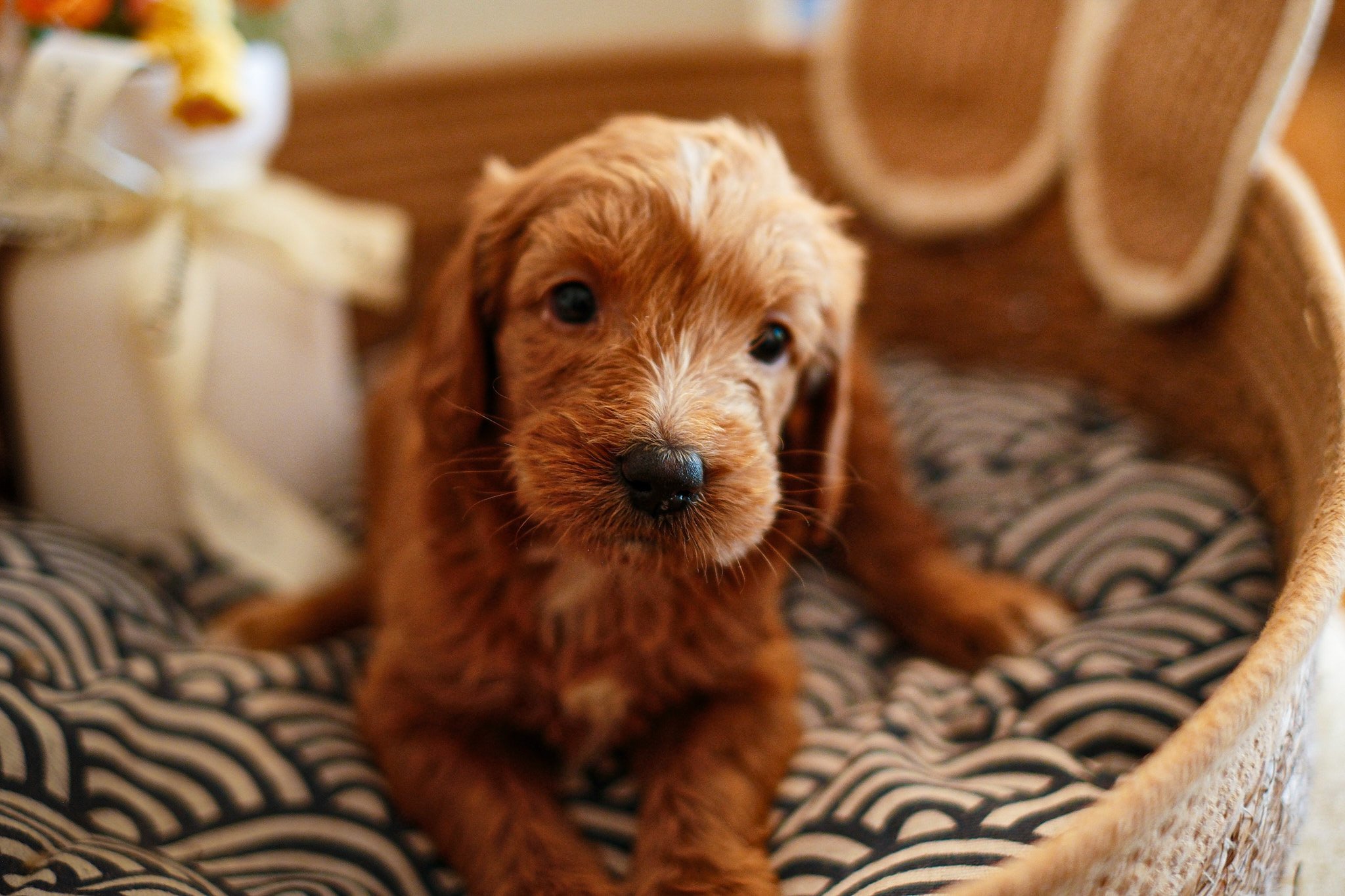 A small puppy with white and tan fur sitting inside a woven basket.