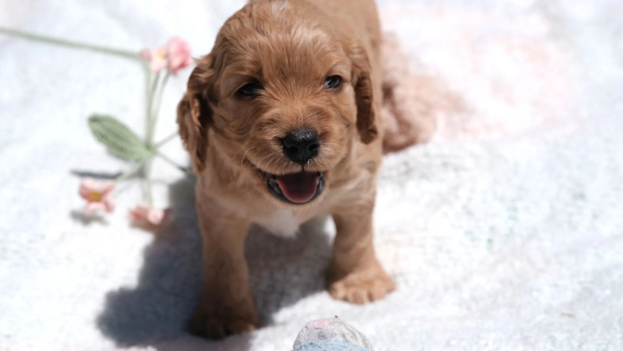 A happy golden retriever puppy standing on a snowy surface with a pink flowered branch nearby.
