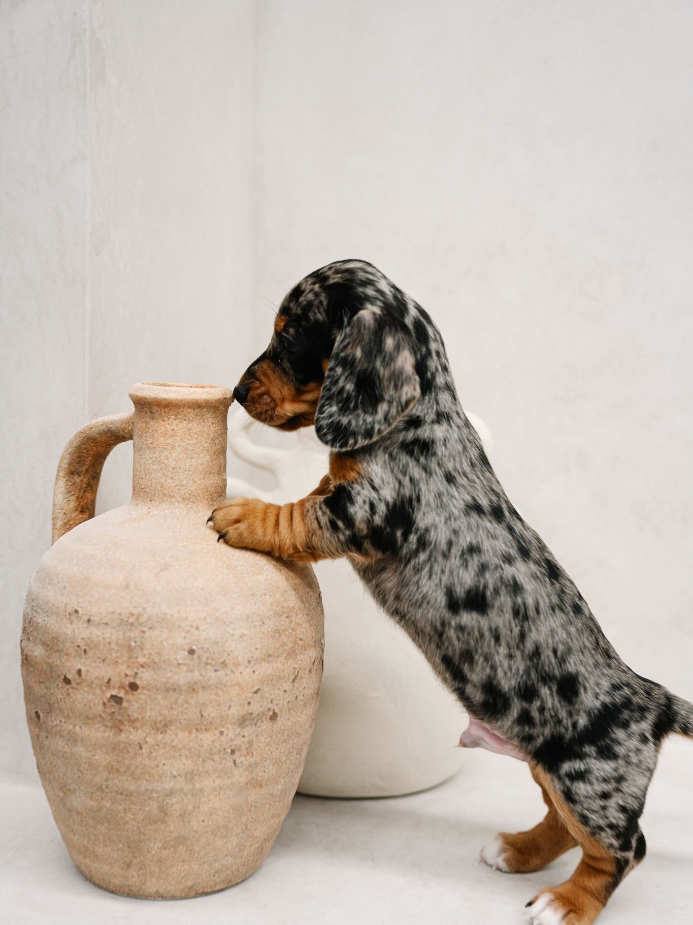 📢 PUPPIES IN THE STUDIOOO 📢

I think today was my favourite day in the studio so far granted it&rsquo;s only my first week of shooting in the new space but I was just obsessed with all the puppy cuddles 🐶

This little man has a forever home alread