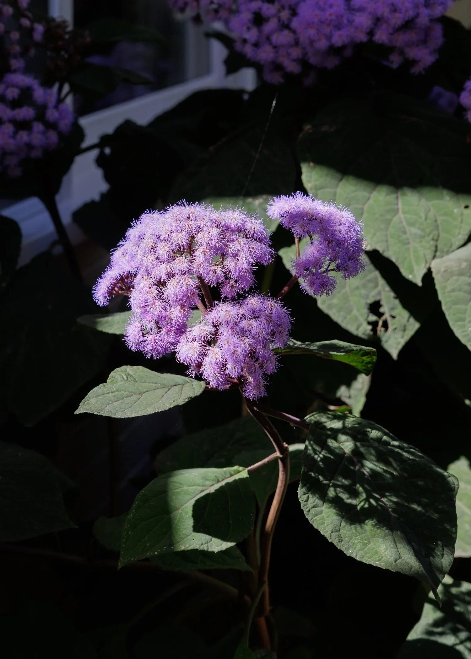 Open_Gardens_2025_28.jpg.webp