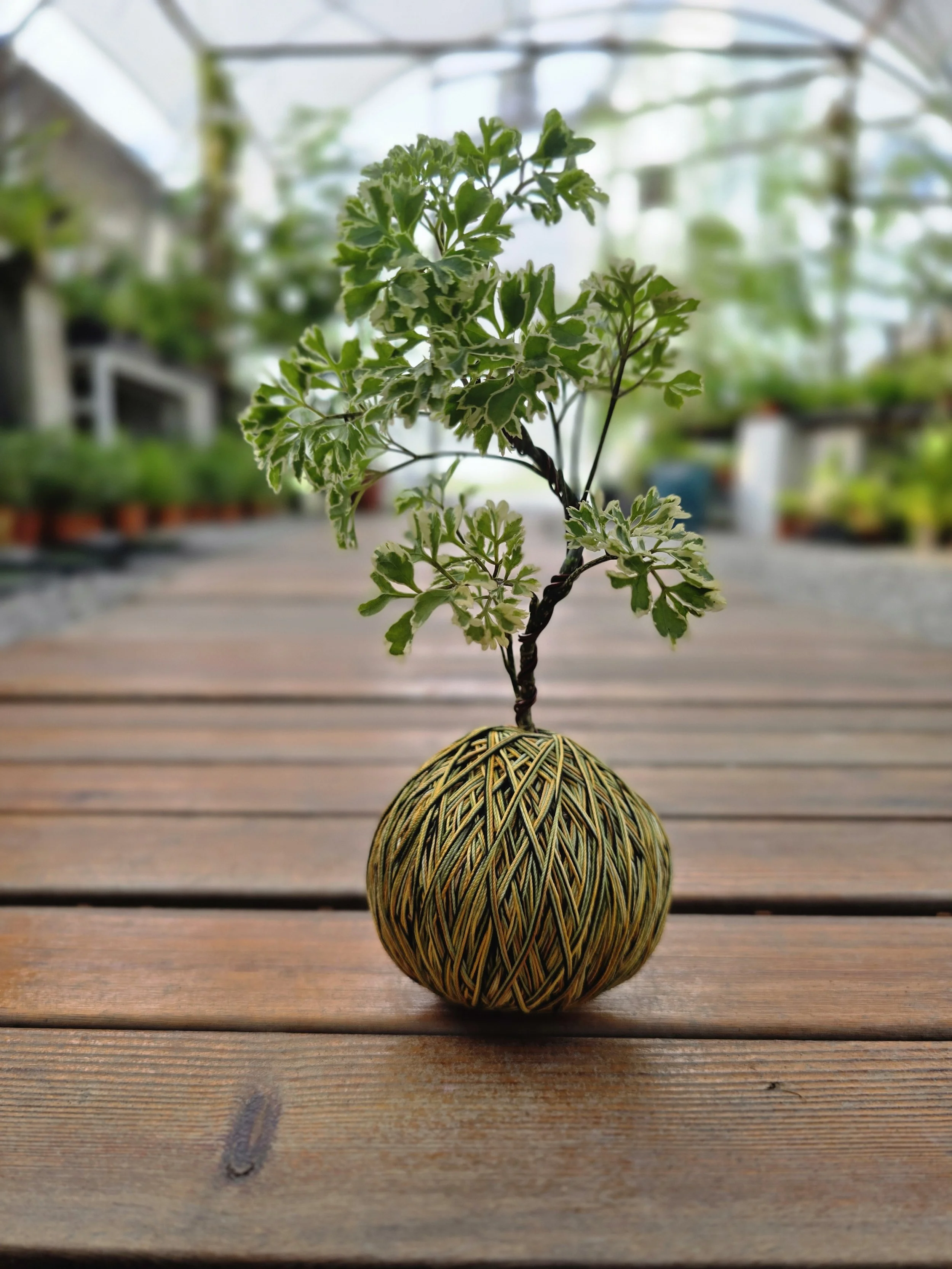 The Art of Stringed Kokedama Crafting