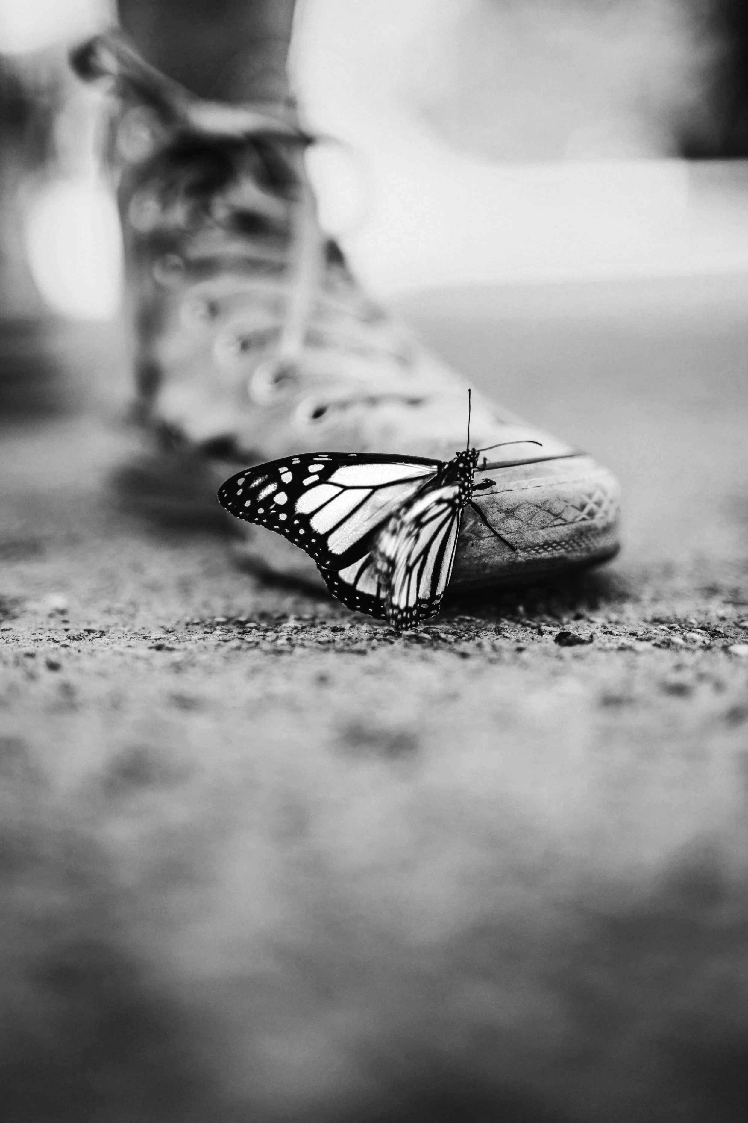 A black-and-white photograph of a butterfly resting on a human shoe, with the shoe and laces visible in the background.