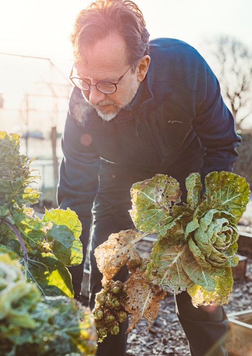 A man with glasses and gray hair harvesting a large, leafy lettuce in a garden during daylight.