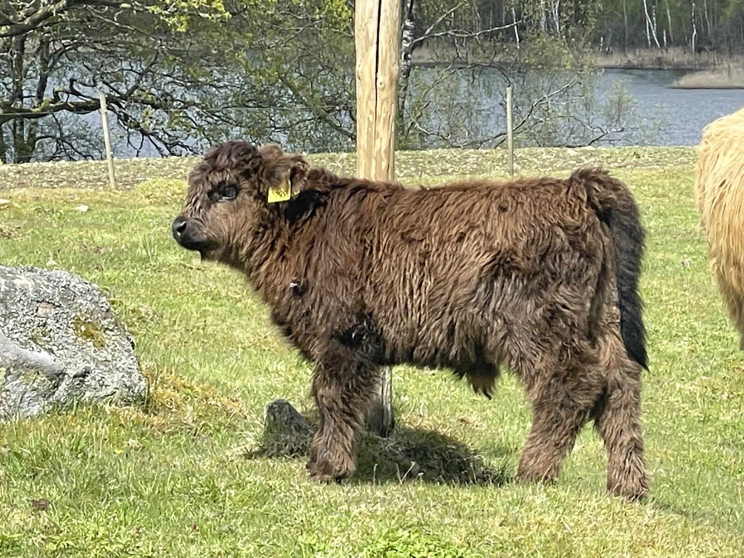 299 Adam av Rösarp