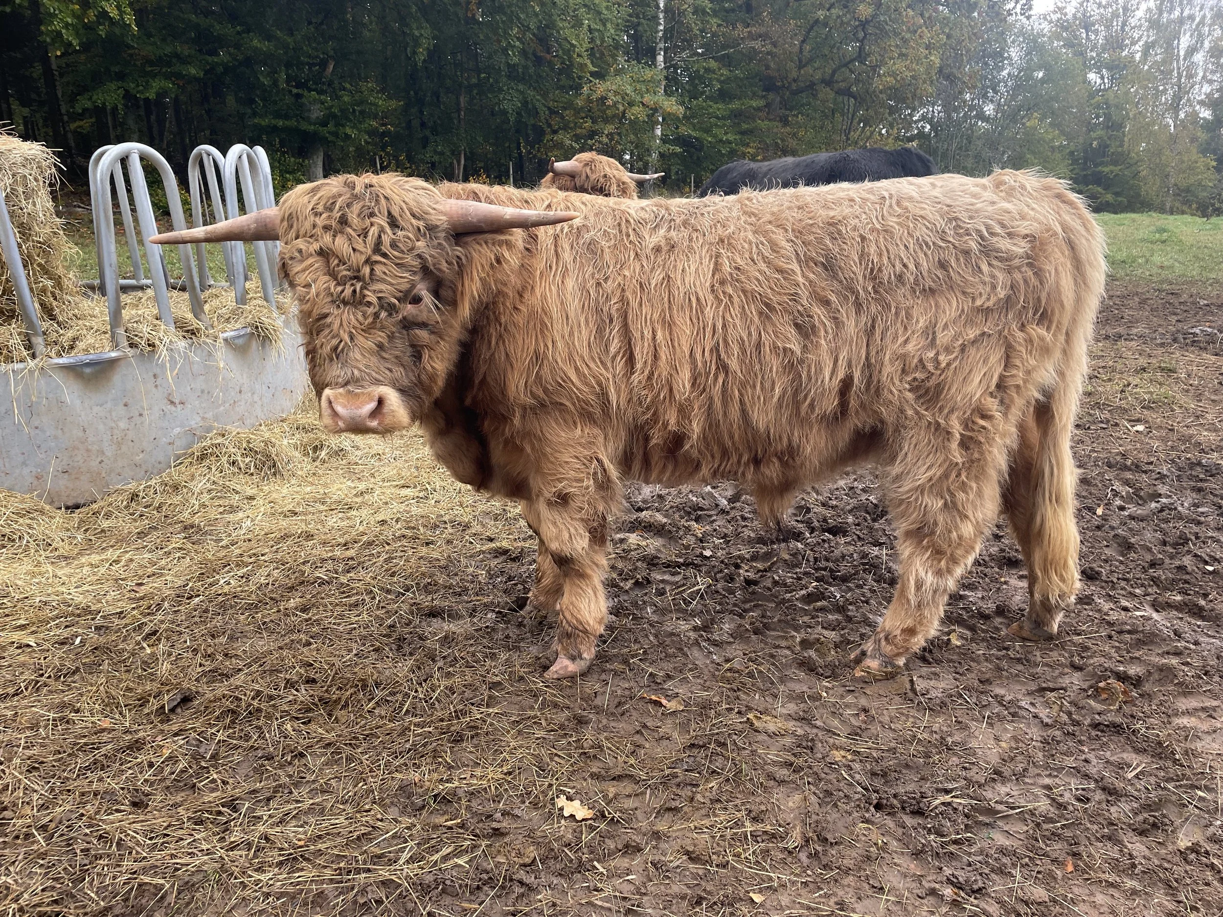 280 Ärnest av Rösarp