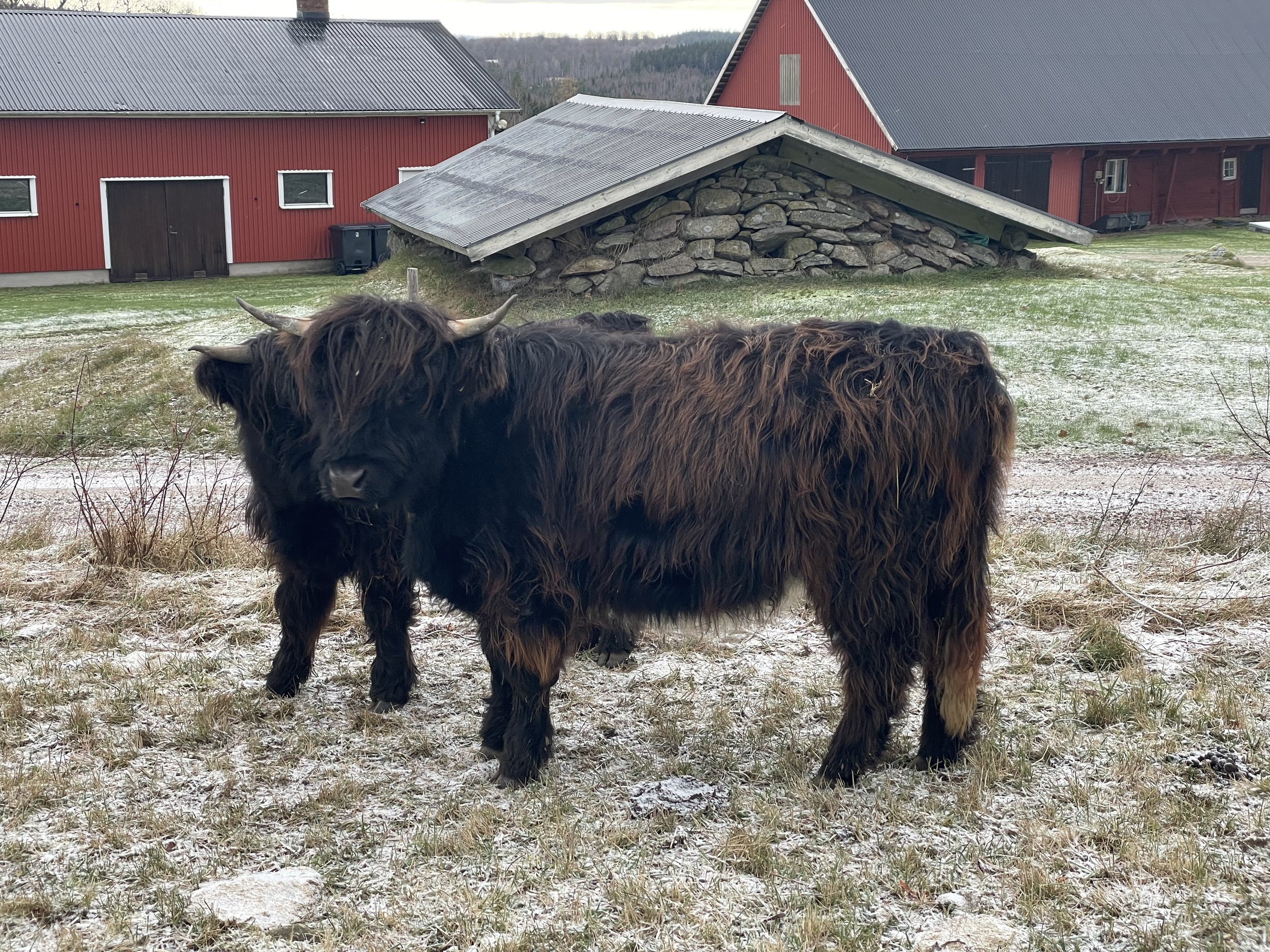 278 Ämma av Rösarp