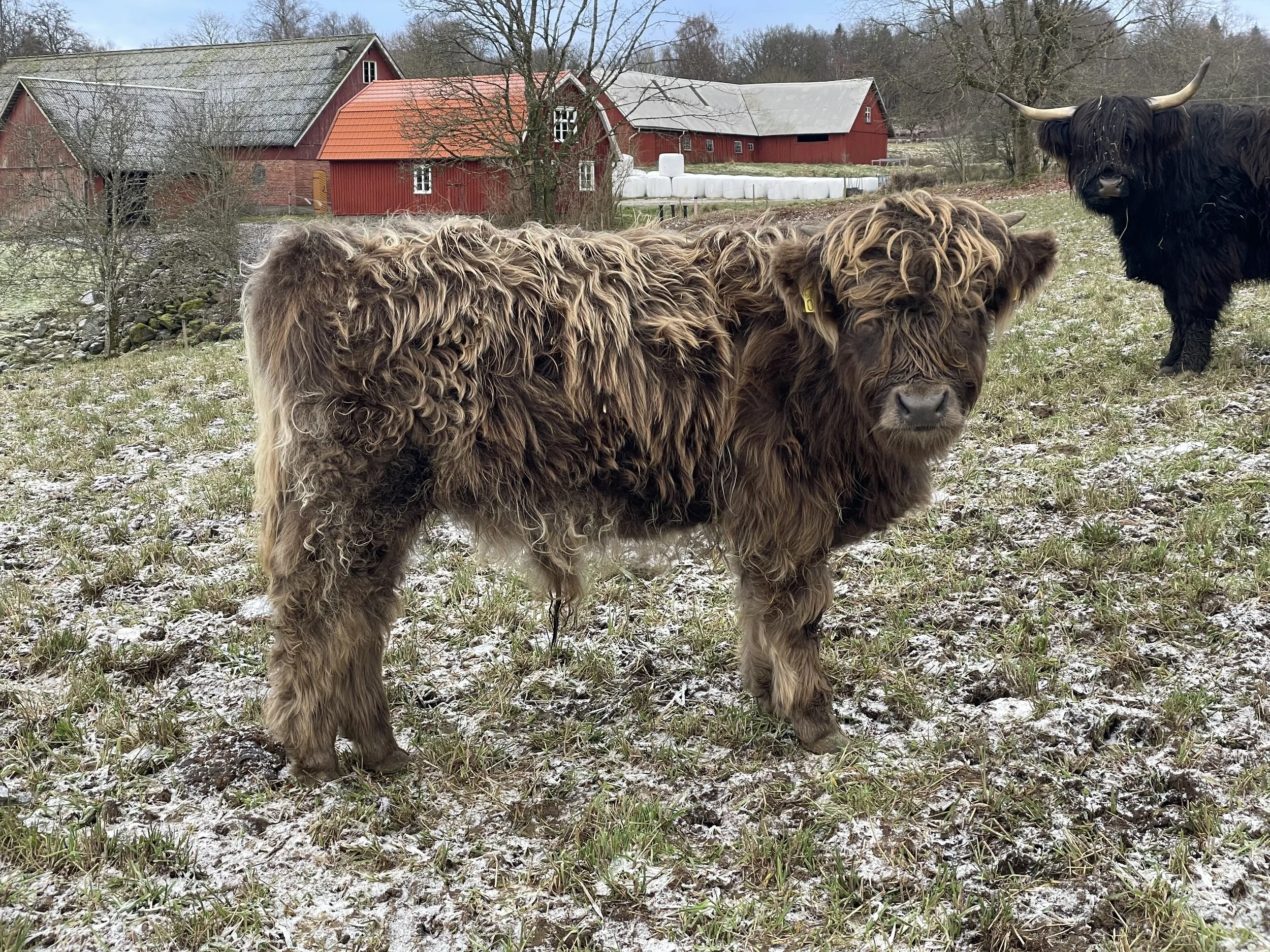 292 Örjan av Rösarp