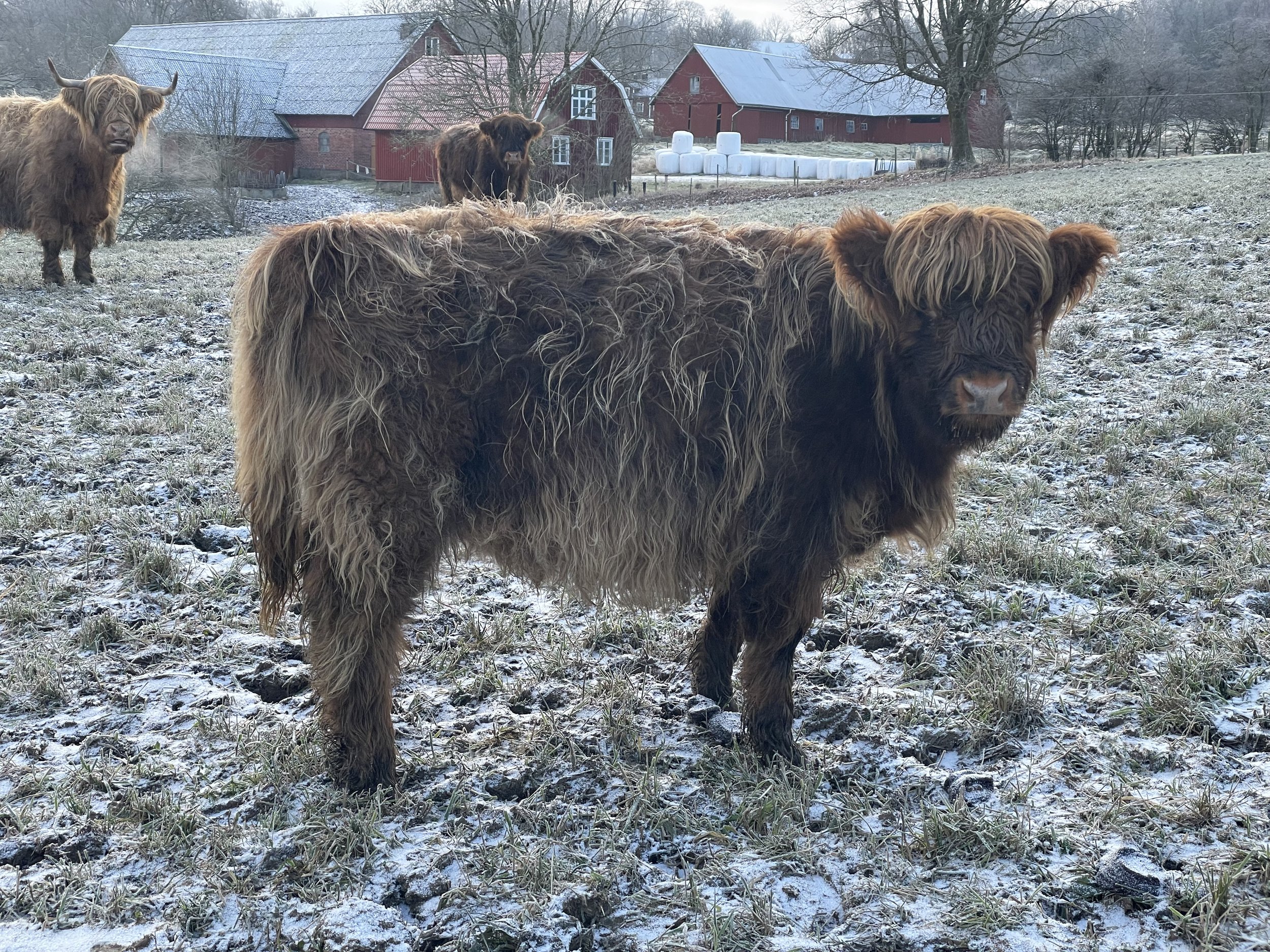 290 Ögonfröjd av Rösarp