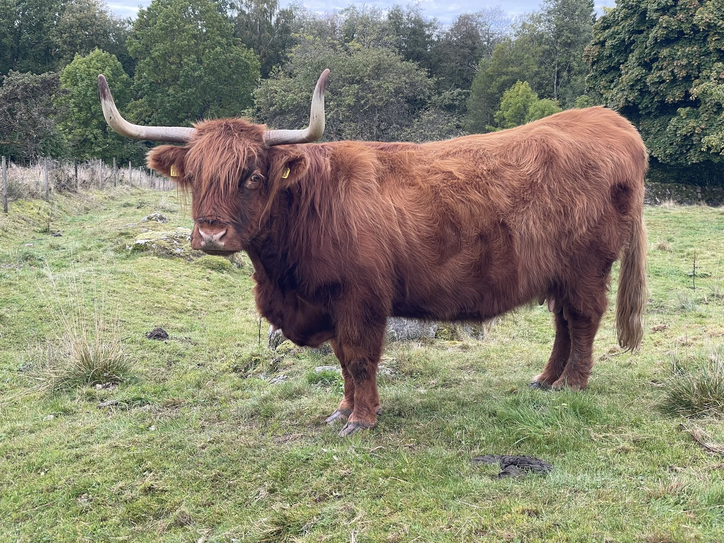 113 Lovisa av Rösarp