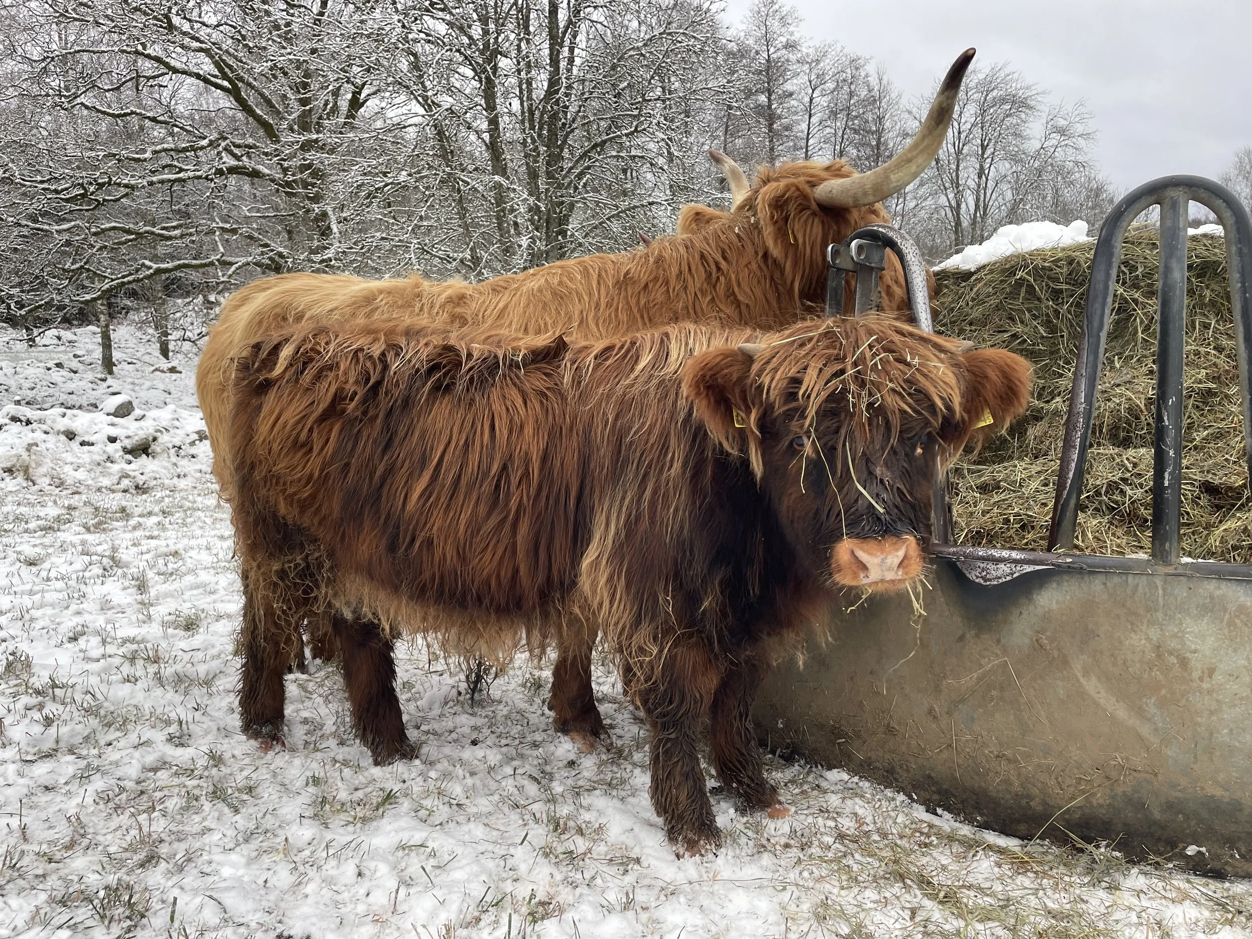 294 Ömer av Rösarp