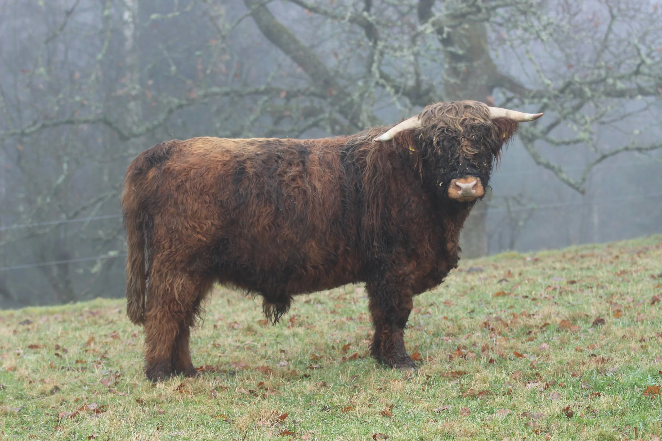 1505 Napoleon av Årby