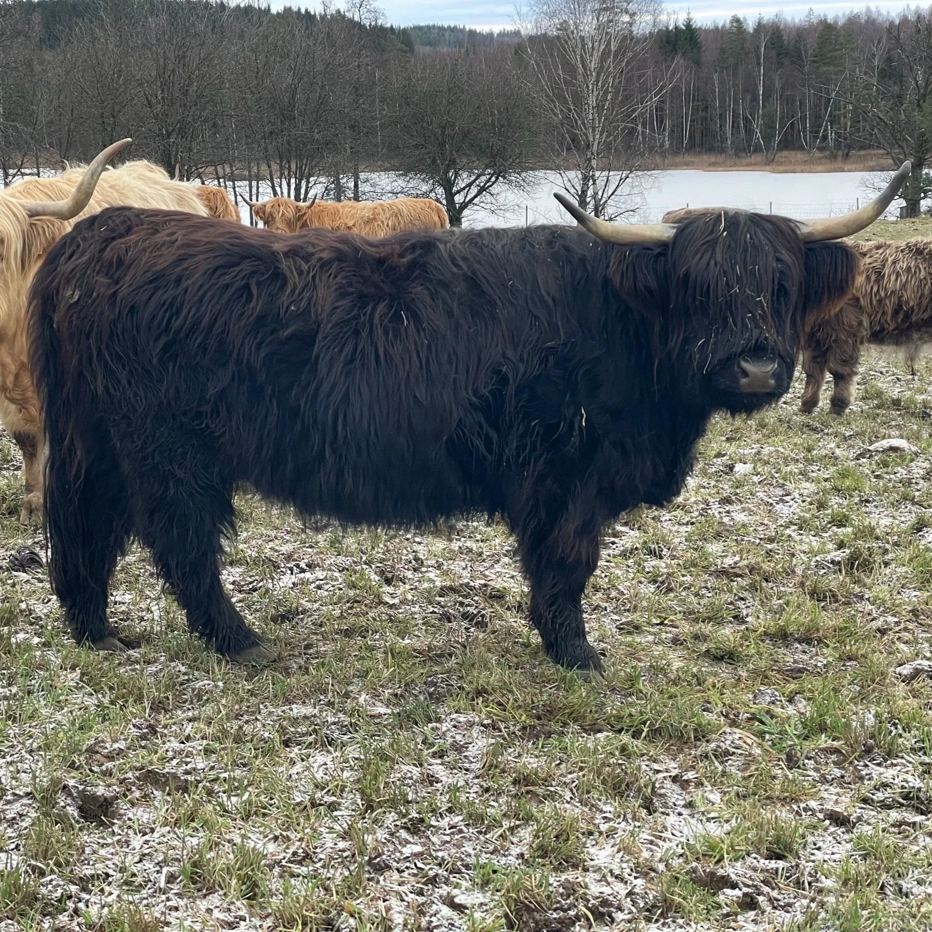 255 Zabina av Rösarp