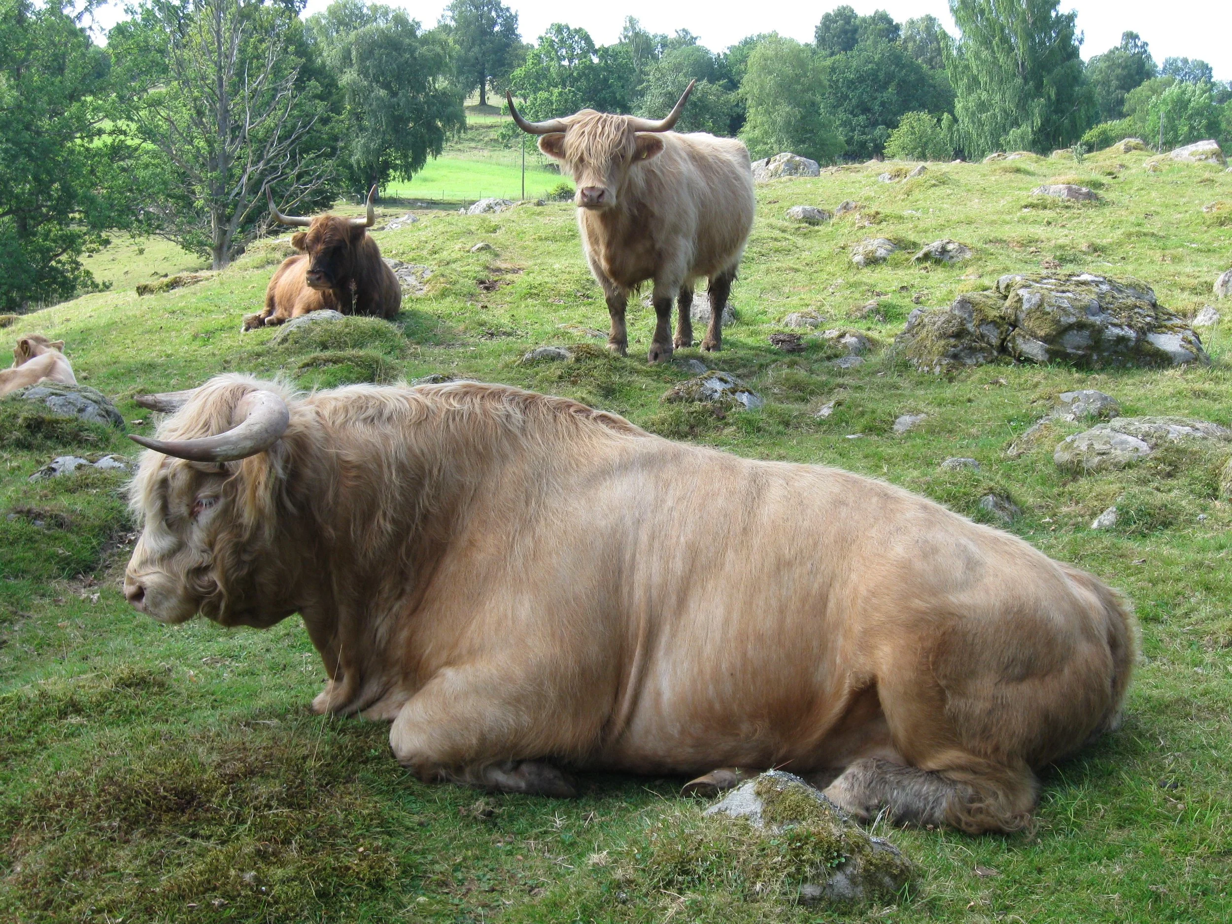 8022 Gabriel av Myrö