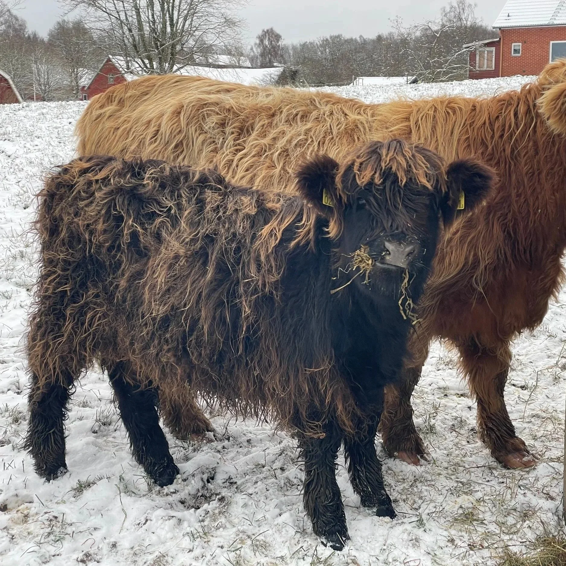 291 Ölina av Rösarp