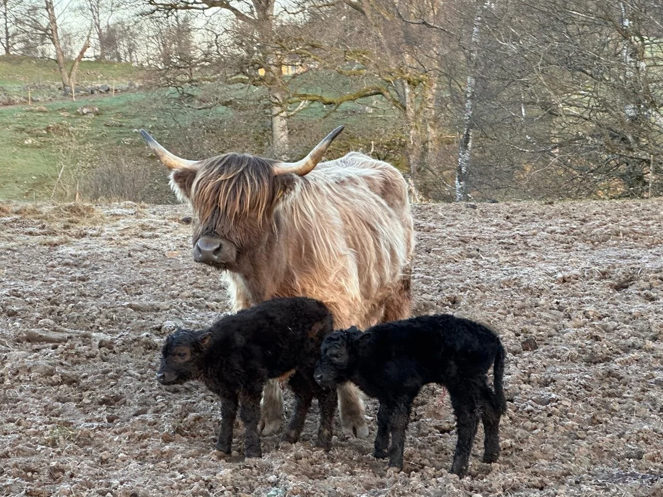 208 Unnhild av Rösarp