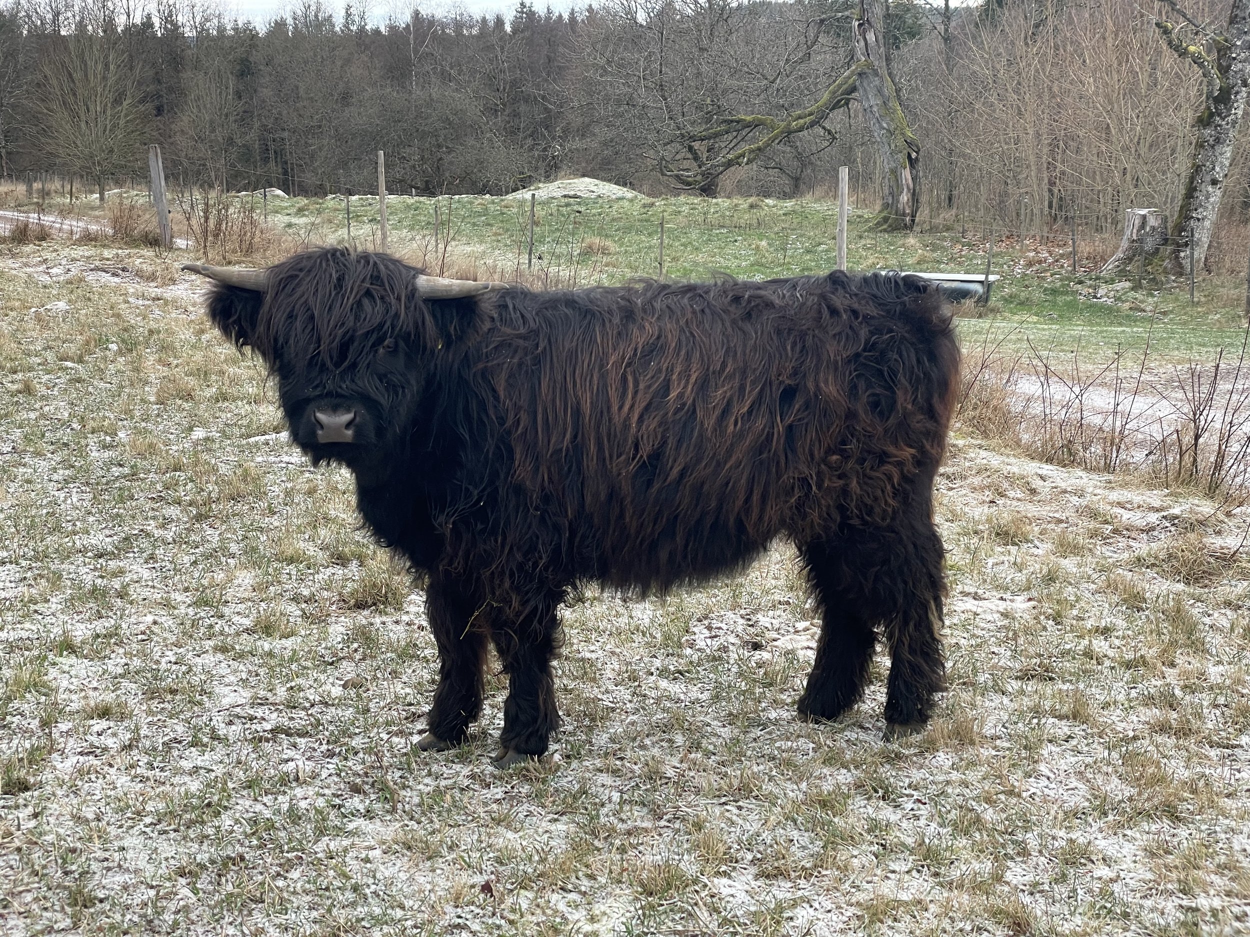 288 Älsa av Rösarp