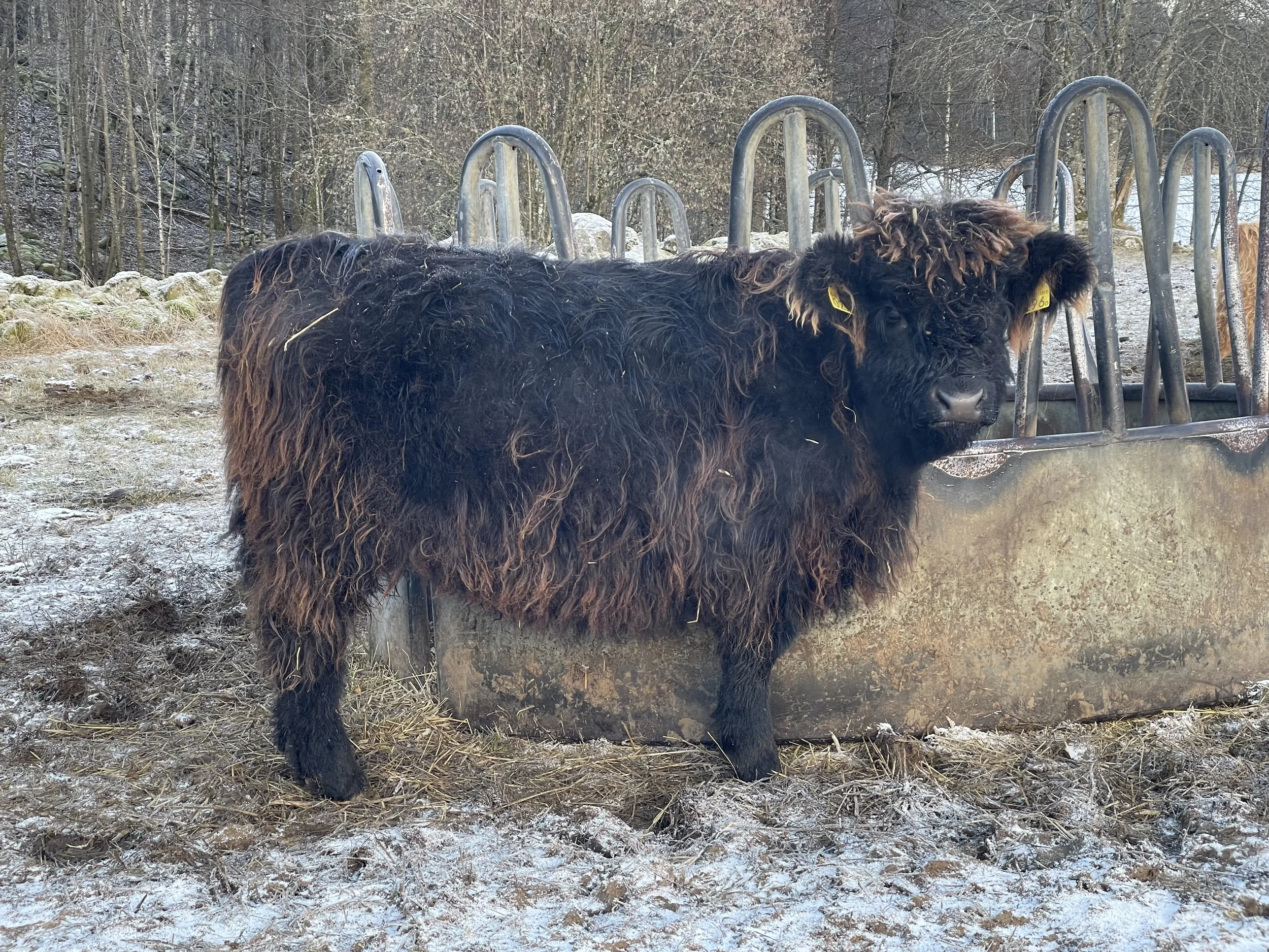 296 Öydis av Rösarp