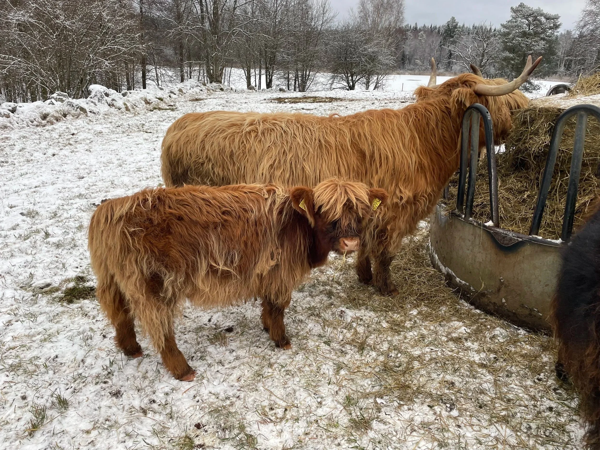 295 Ölvy av Rösarp