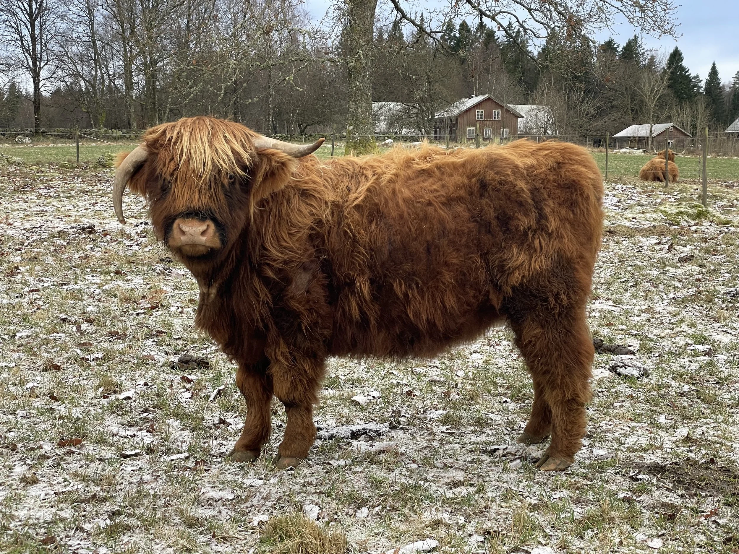 265 Zybille av Rösarp