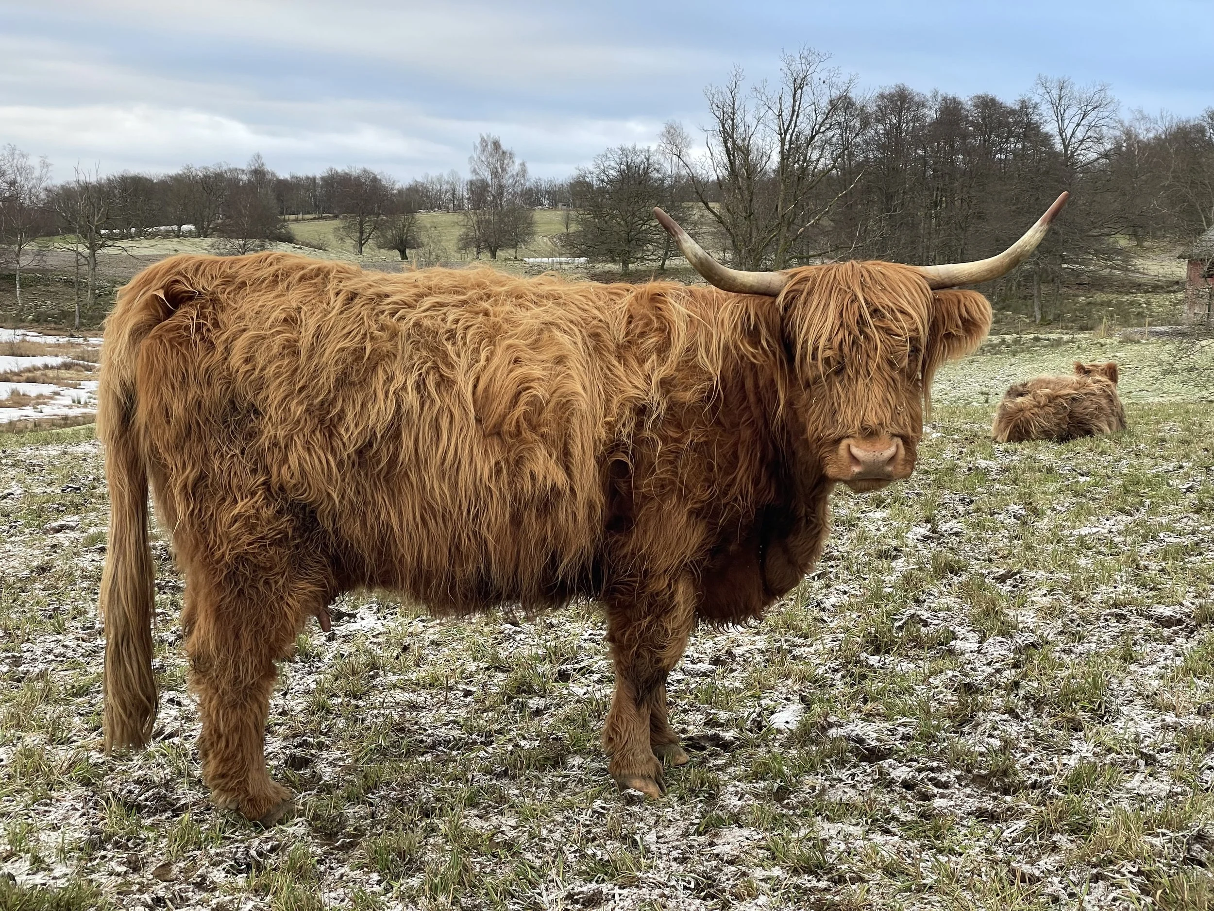 211 Viola av Rösarp