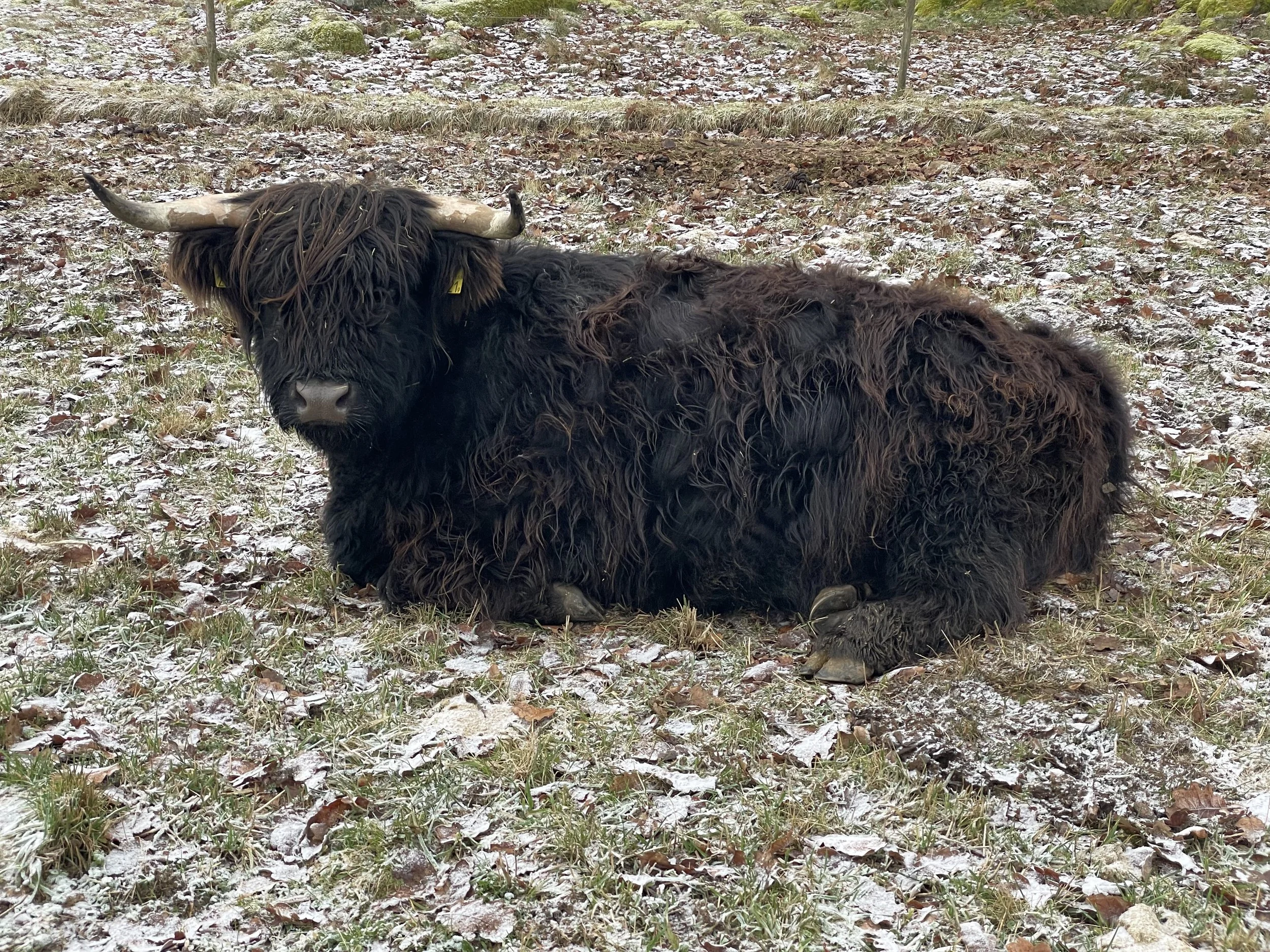 2321 Sotnos av Ekebo