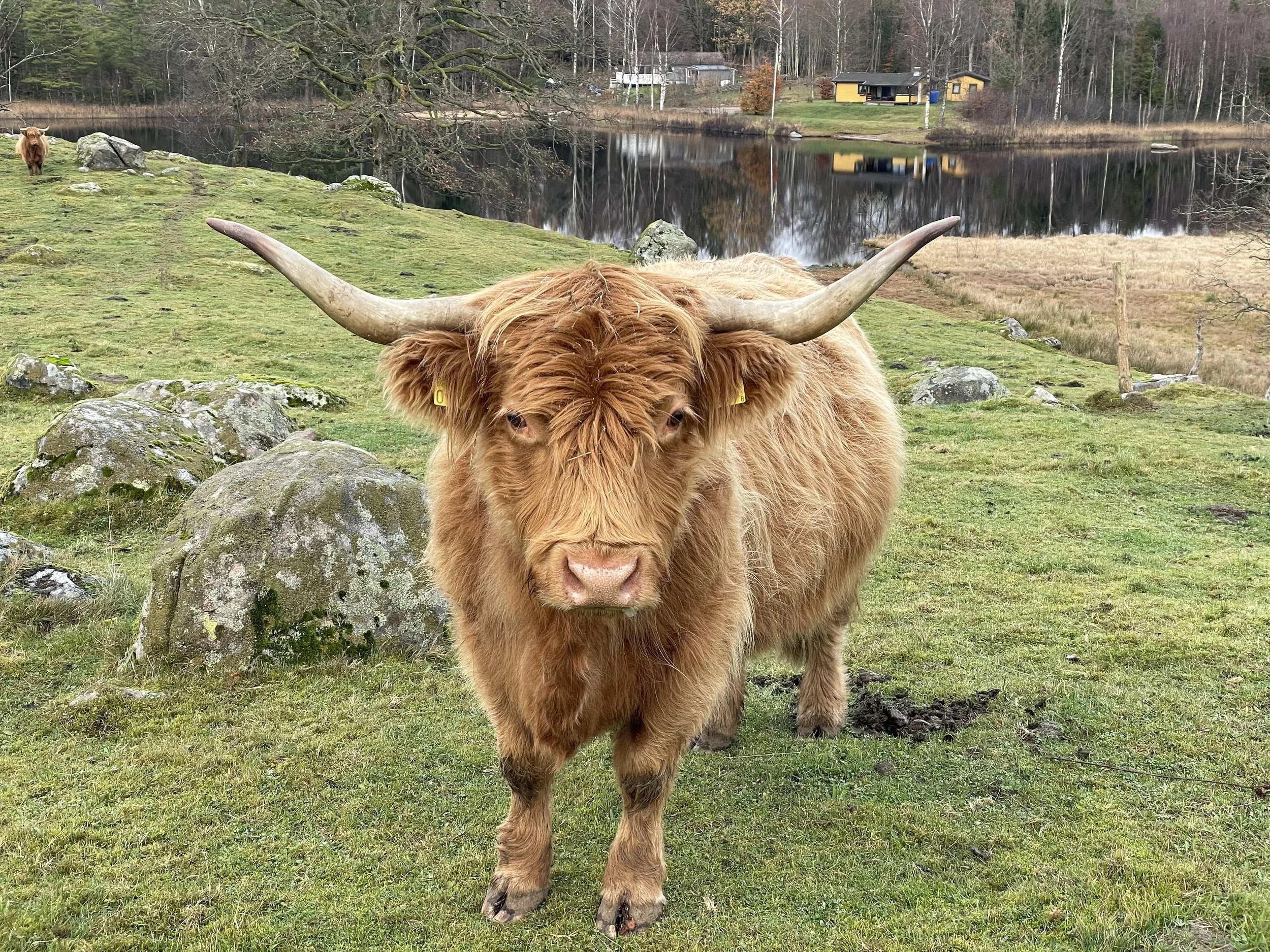 179 Selma av Rösarp