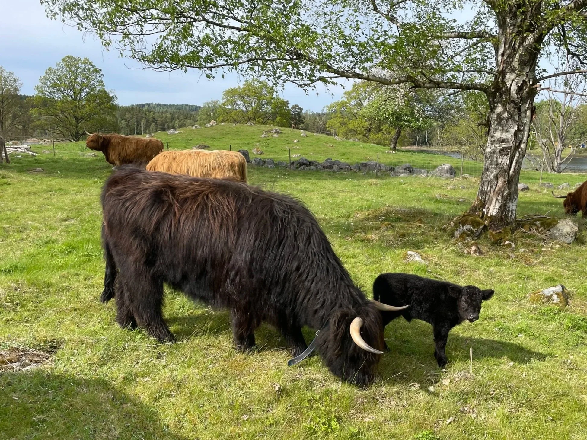 253 Ylina av Rösarp