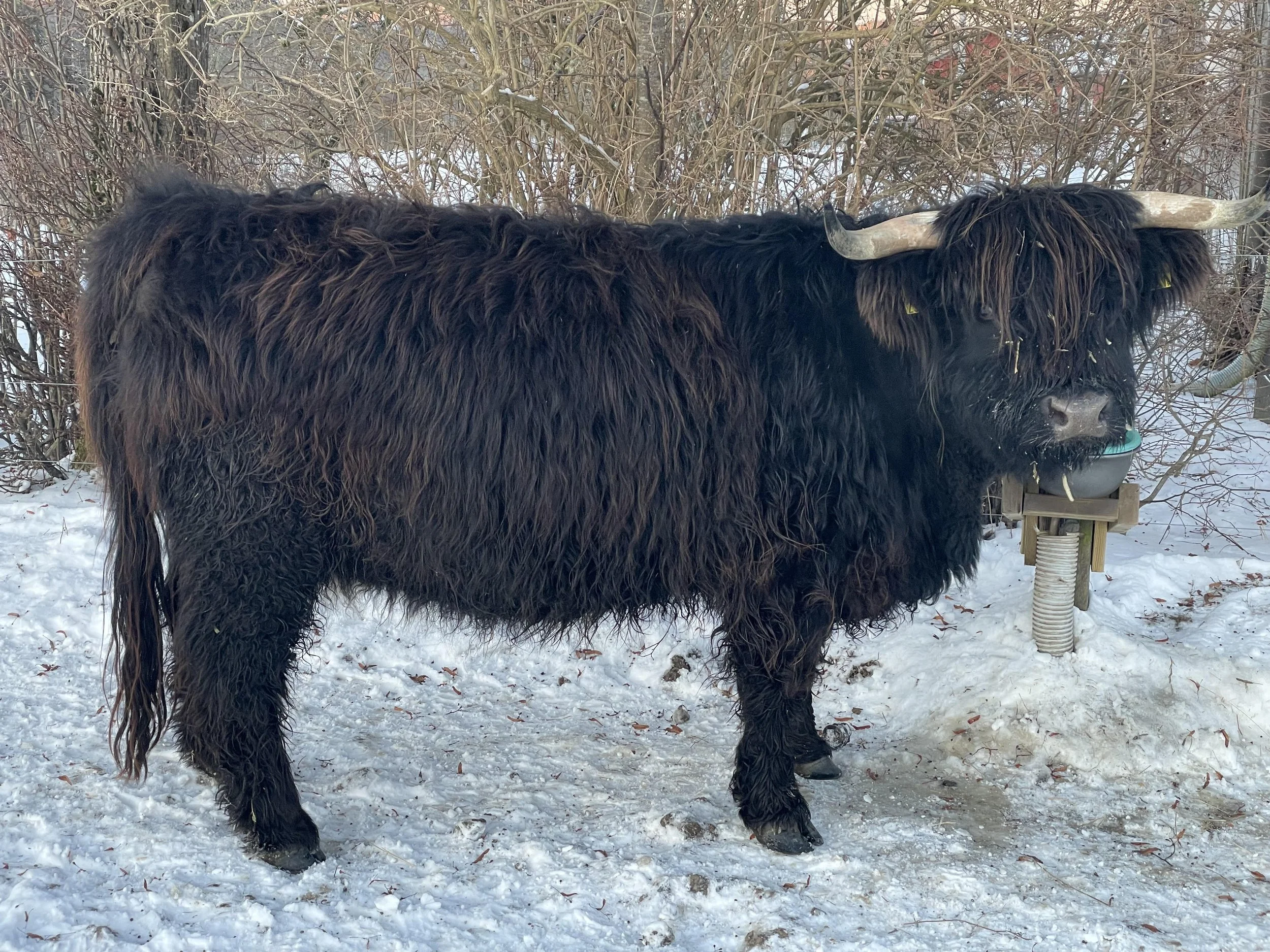 2321 Sotnos av Ekebo