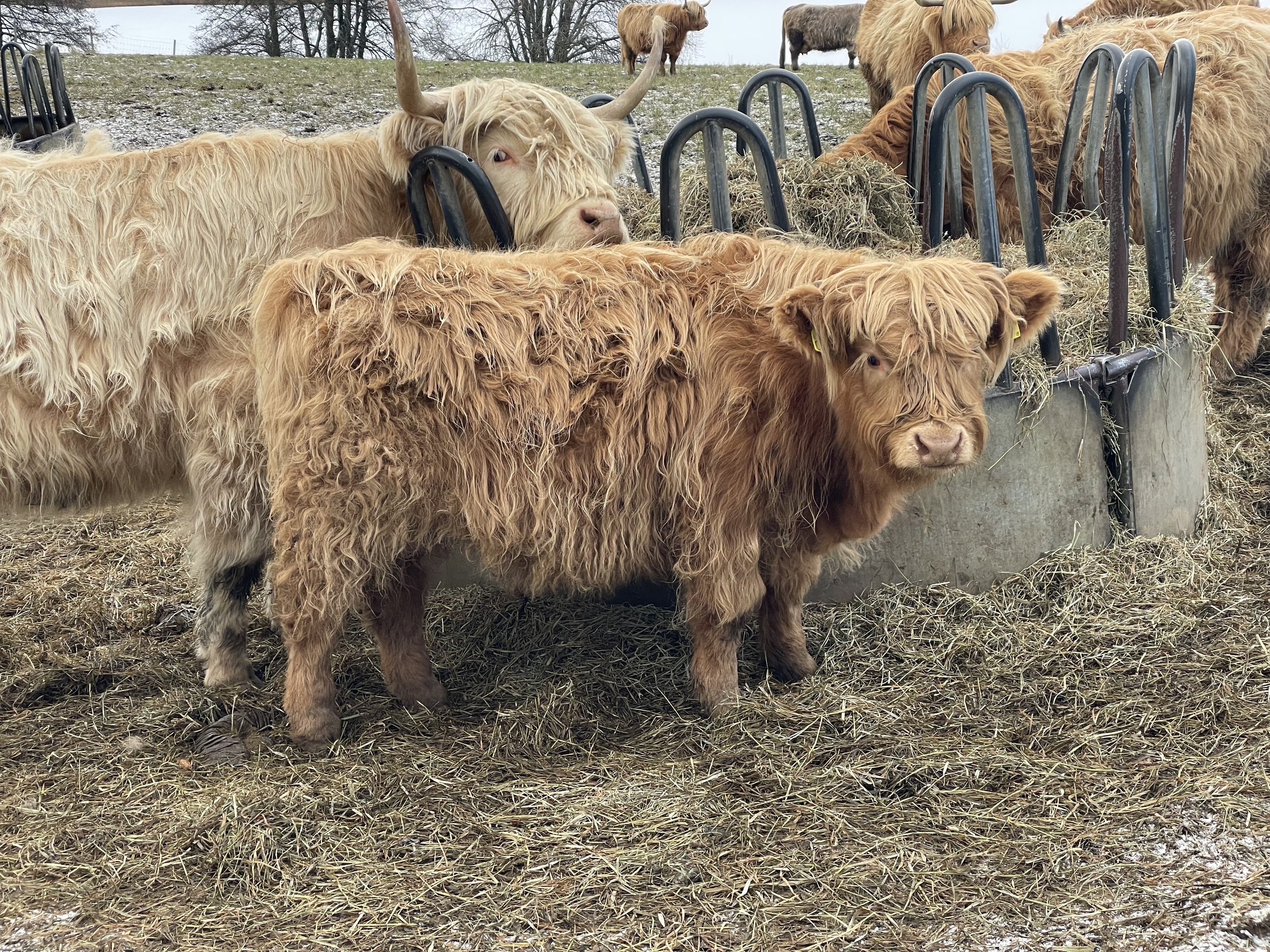 297 Örnulf av Rösarp