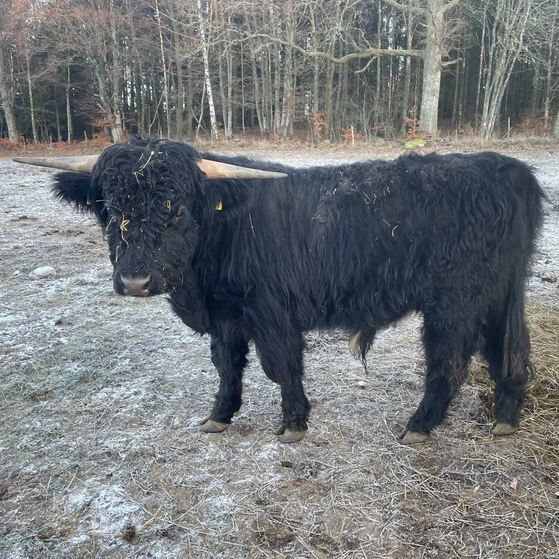 285 Ärling av Rösarp