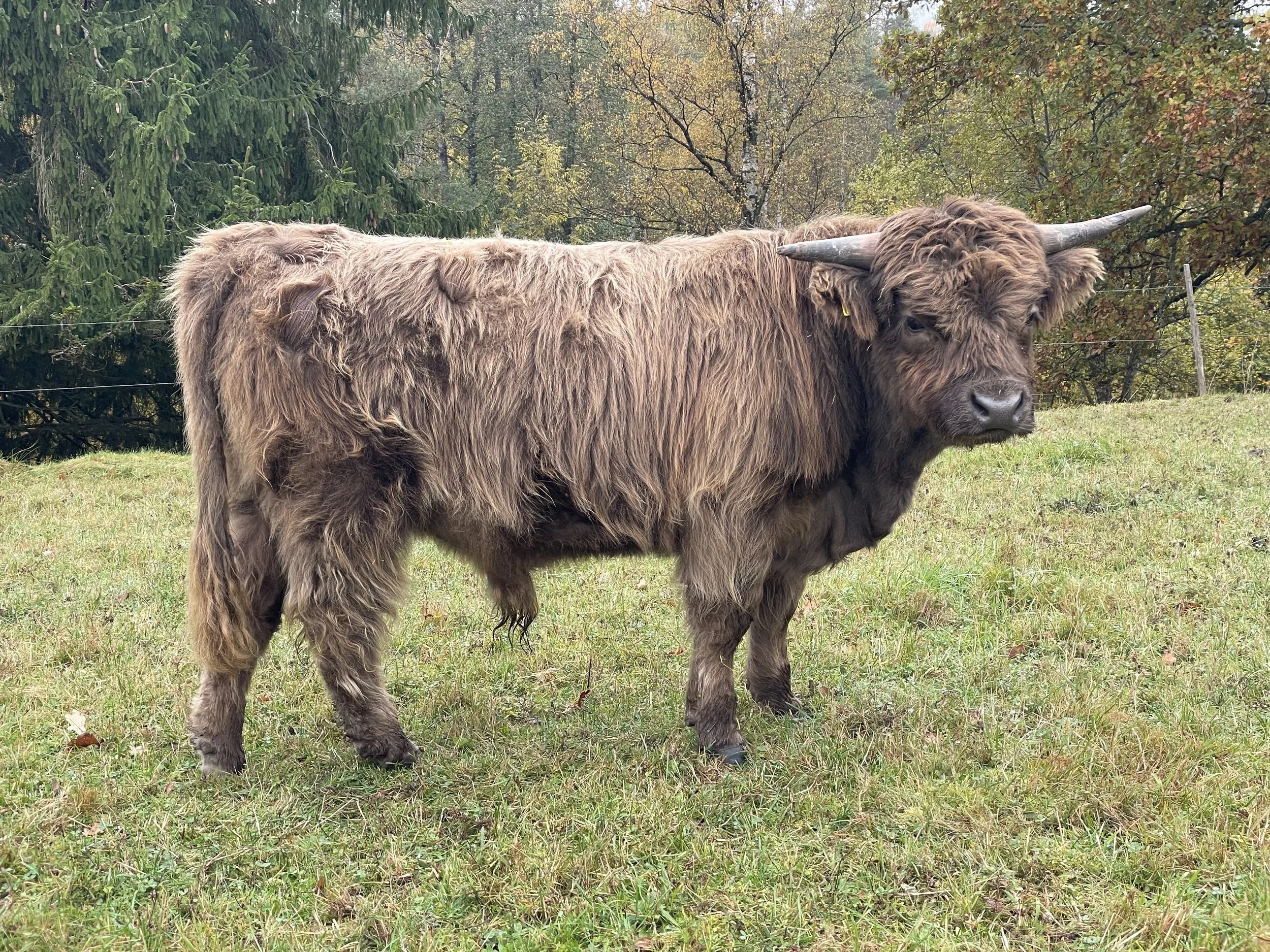 284 Ärland av Rösarp