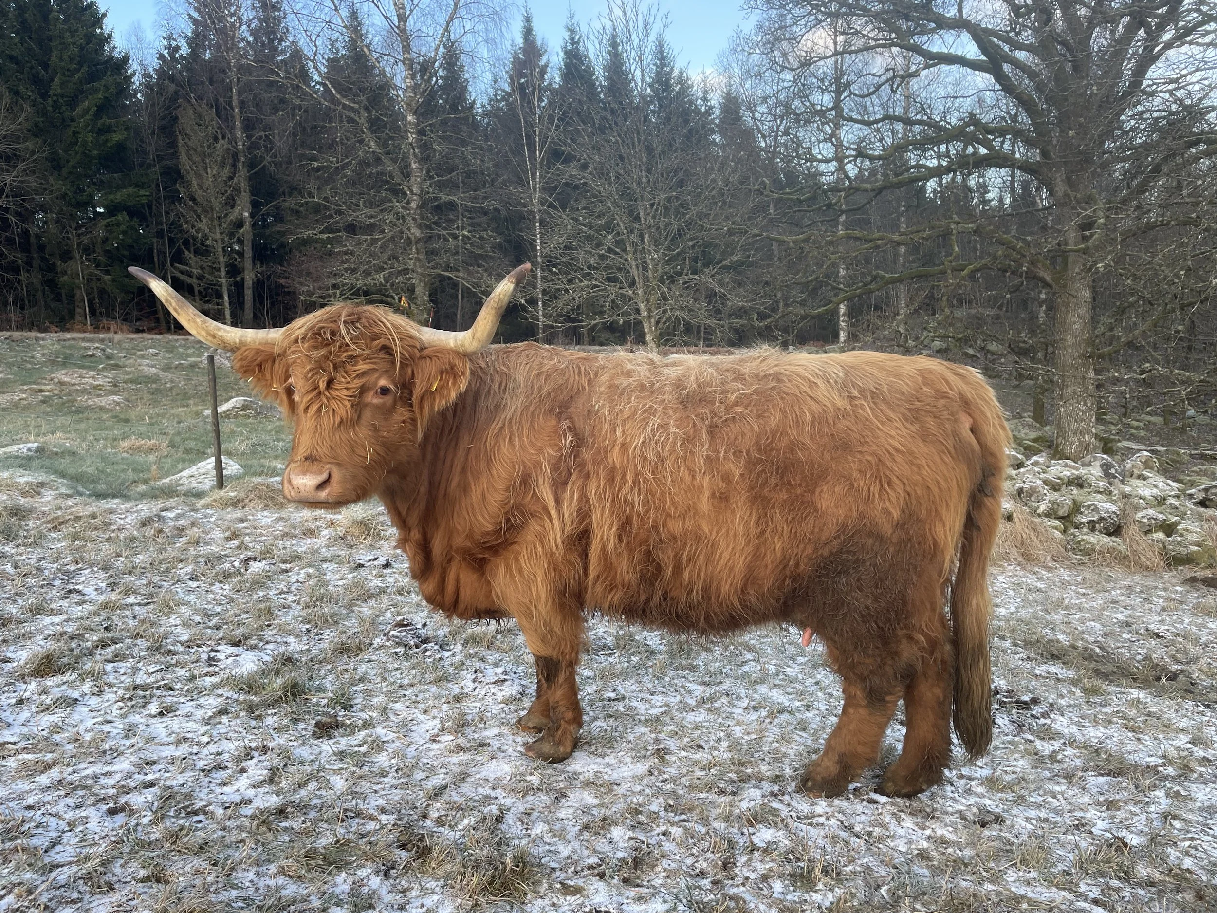 190 Teodora av Rösarp