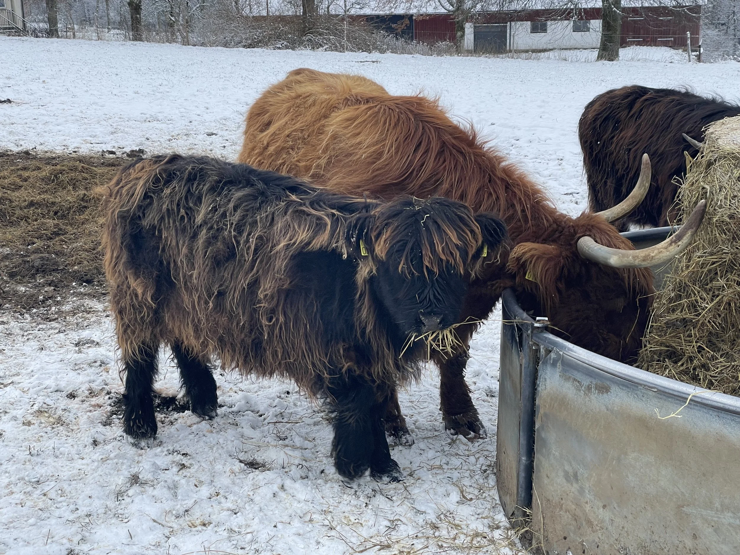 293 Ömbina av Rösarp