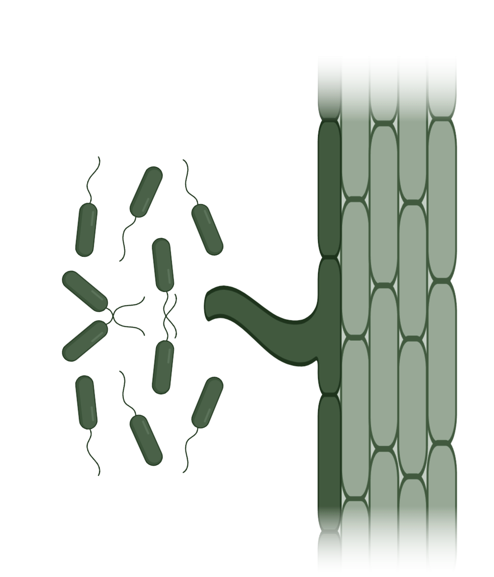 Illustration of a bacterial cell with labels showing the cell membrane, cell wall, and flagella. The bacteria are depicted as rod-shaped, with some attached to the surface.