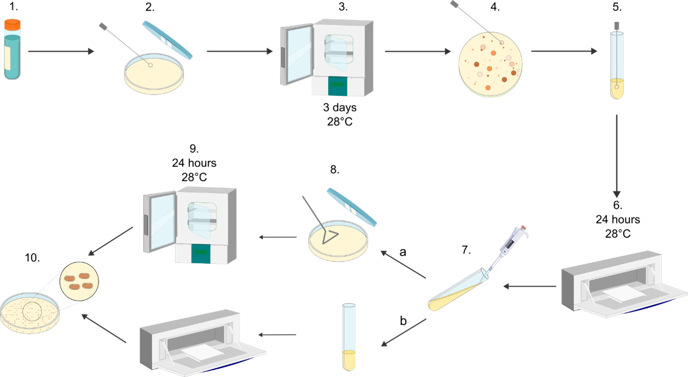 Diagram of a laboratory process involving a centrifuge, test tubes, petri dishes, and laboratory equipment.