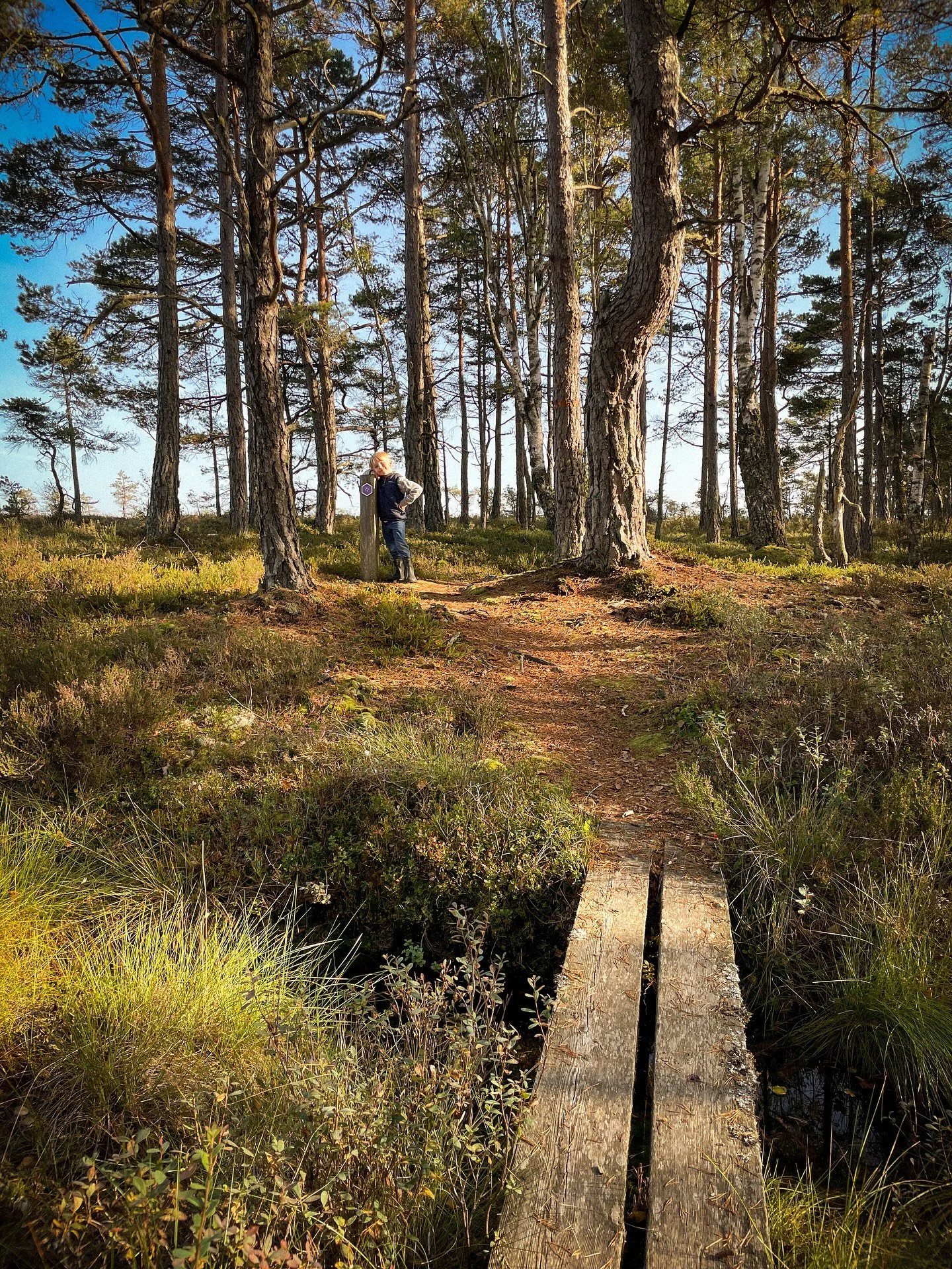 Solig septemberdag p&aring; Store Mosse med ett helt g&auml;ng Fryebogrannar. ☀️ V&auml;rldsklass. Korvar p&aring; Trangiak&ouml;k, &auml;lgsafari, tranor som laddar f&ouml;r solsemester och lingon av absolut toppkvalitet. 🌭🌲🫎