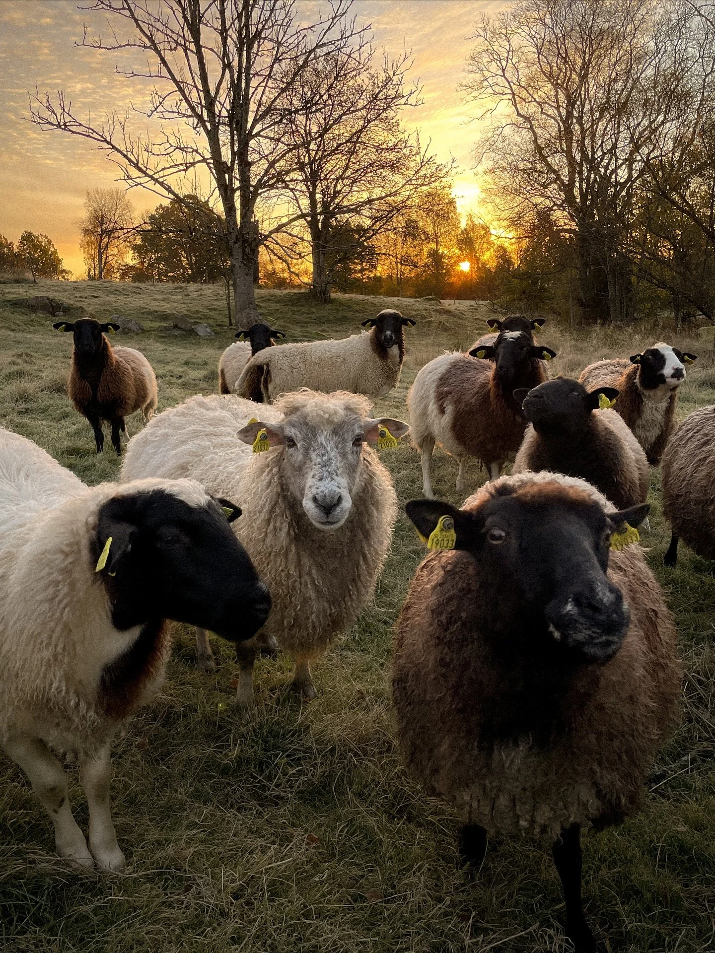 Oktobermorgon p&aring; landet. Frost i gr&auml;set. F&aring;r i motljus. L&auml;mnat barn. H&auml;mtat traktordelar s&aring; att det ska g&aring; att st&auml;nga d&ouml;rren p&aring; MF135:an n&auml;r det ska plogas sn&ouml; i vinter. 🍁🍂