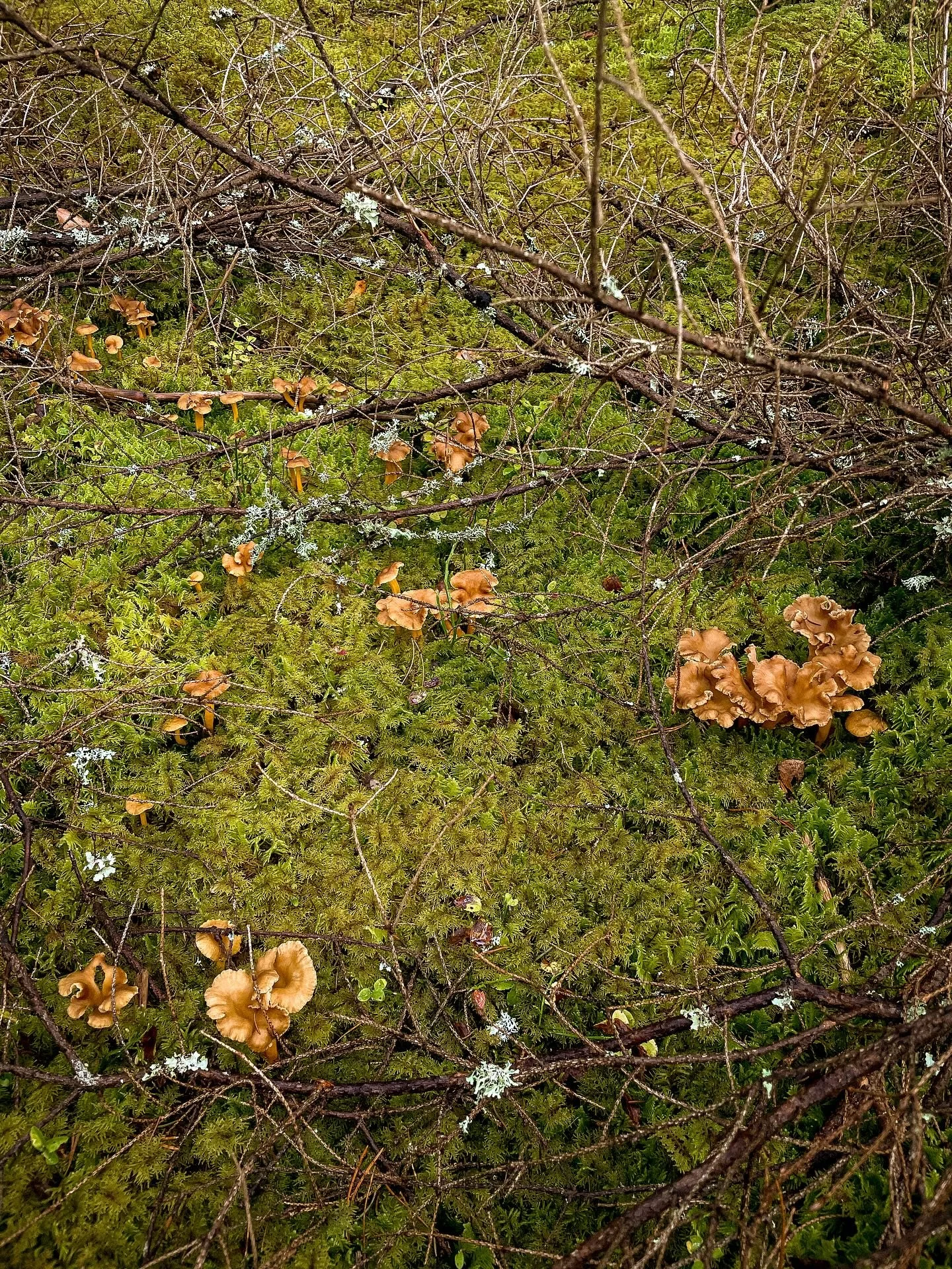 Lunchpromenad betyder att man ska hitta n&aring;got &auml;tbart att ta med sig hem va?