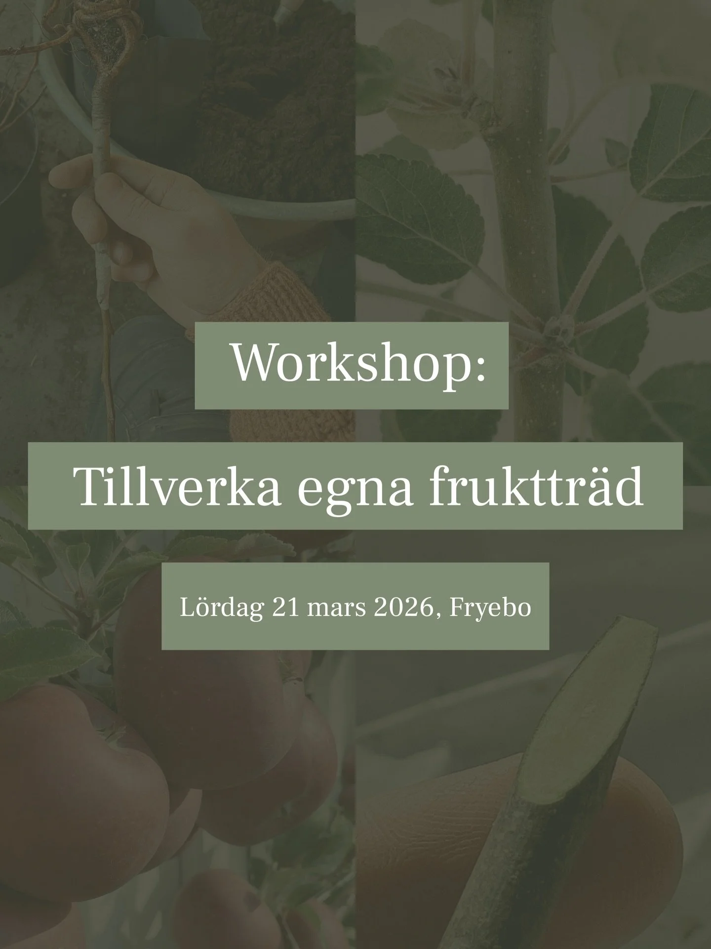 [Reklam f&ouml;r egen verksamhet] Workshop: Tillverka egna frukttr&auml;d. 🍎🪴 L&ouml;rdag 21 mars 2026. En av &aring;rets tidigaste och trevligaste tr&auml;dg&aring;rdssysslor &auml;r att ympa nya frukttr&auml;d. Allra trevligast &auml;r det att ym