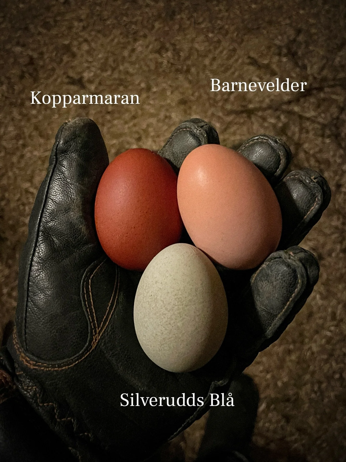 Riktigt trevlig kombo av &auml;ggf&auml;rger nu. Fr&aring;n kopparmaranens chokladbruna till Silveruddarnas gr&ouml;nbl&aring; nyanser. Dr&ouml;mmen &auml;r att lyckas korsa fram anlag f&ouml;r m&ouml;rkt mossgr&ouml;na &auml;gg.